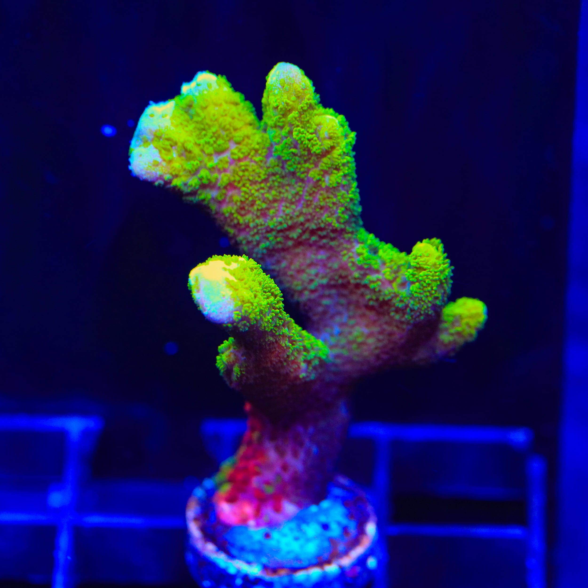 Contraband Montipora Digitata Coral