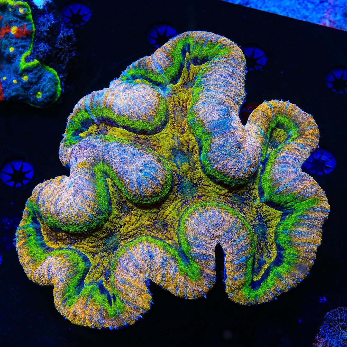 Lobophyllia radians