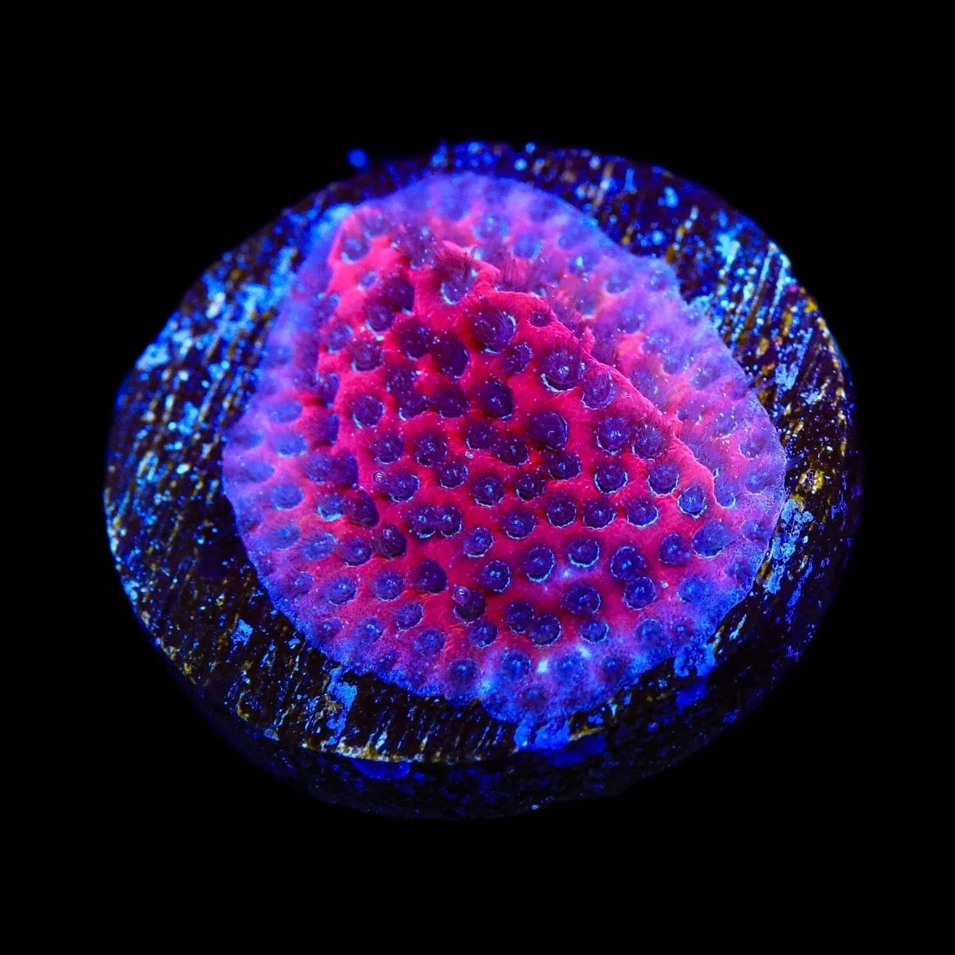 Porites cylindrica