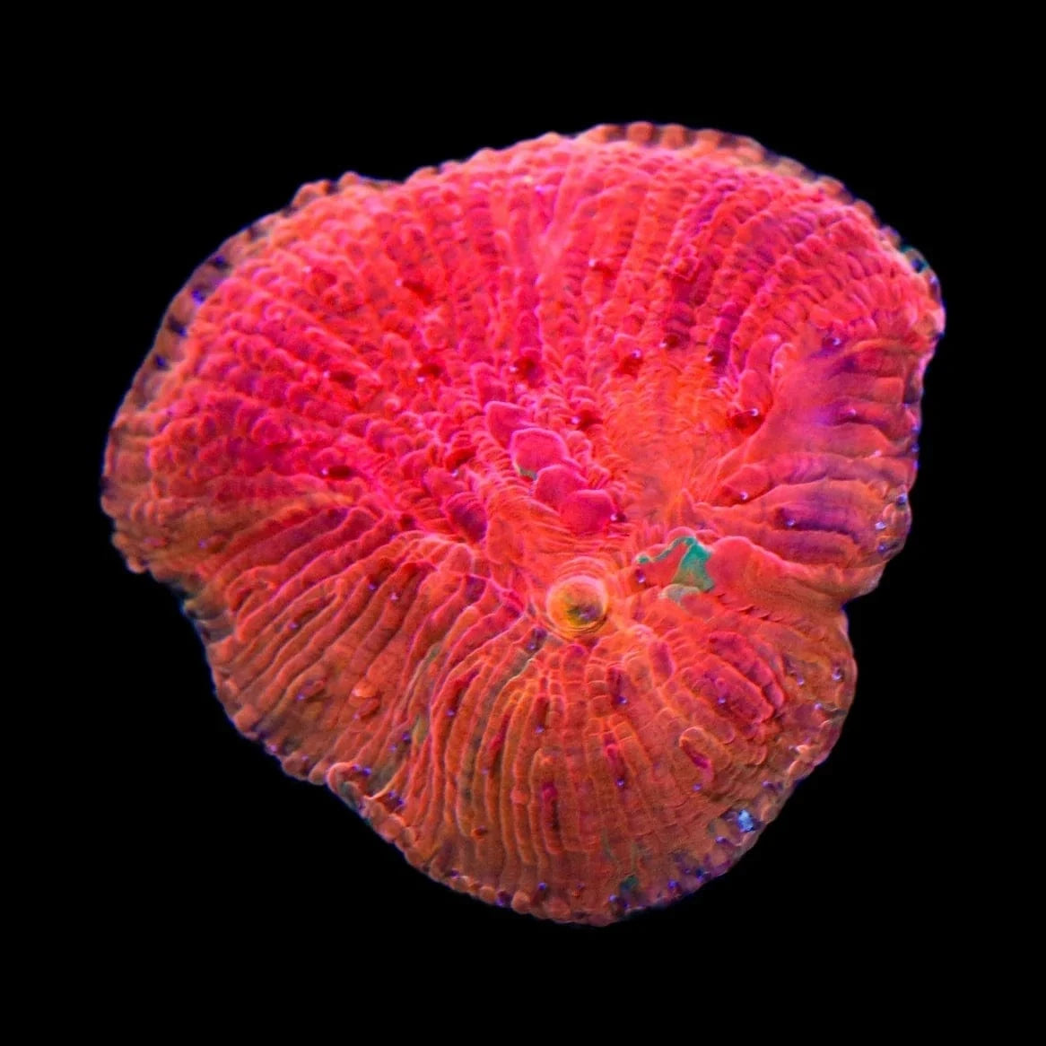 Fungia repanda