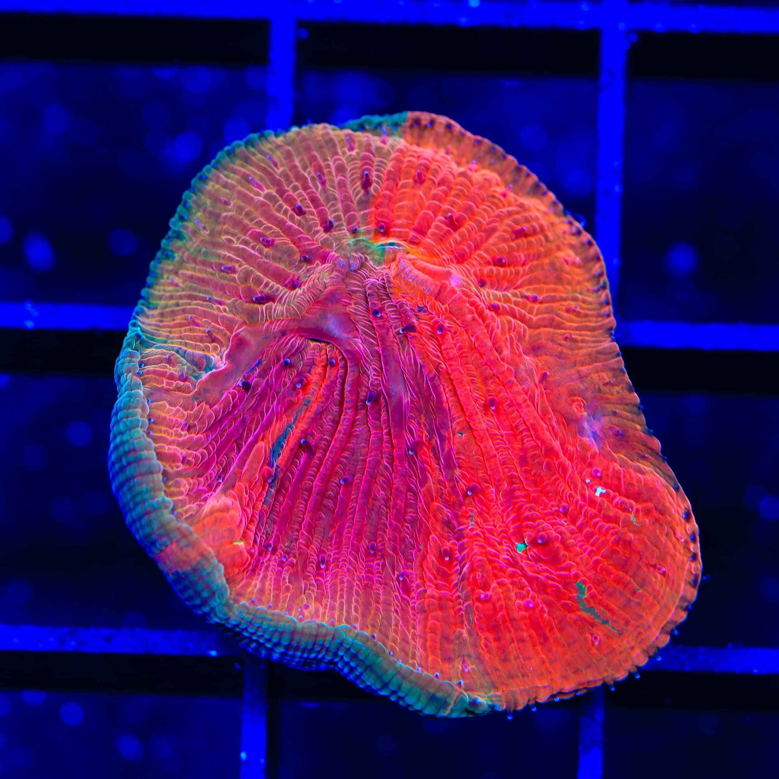 Diablo Grafted Diaseris Plate Coral