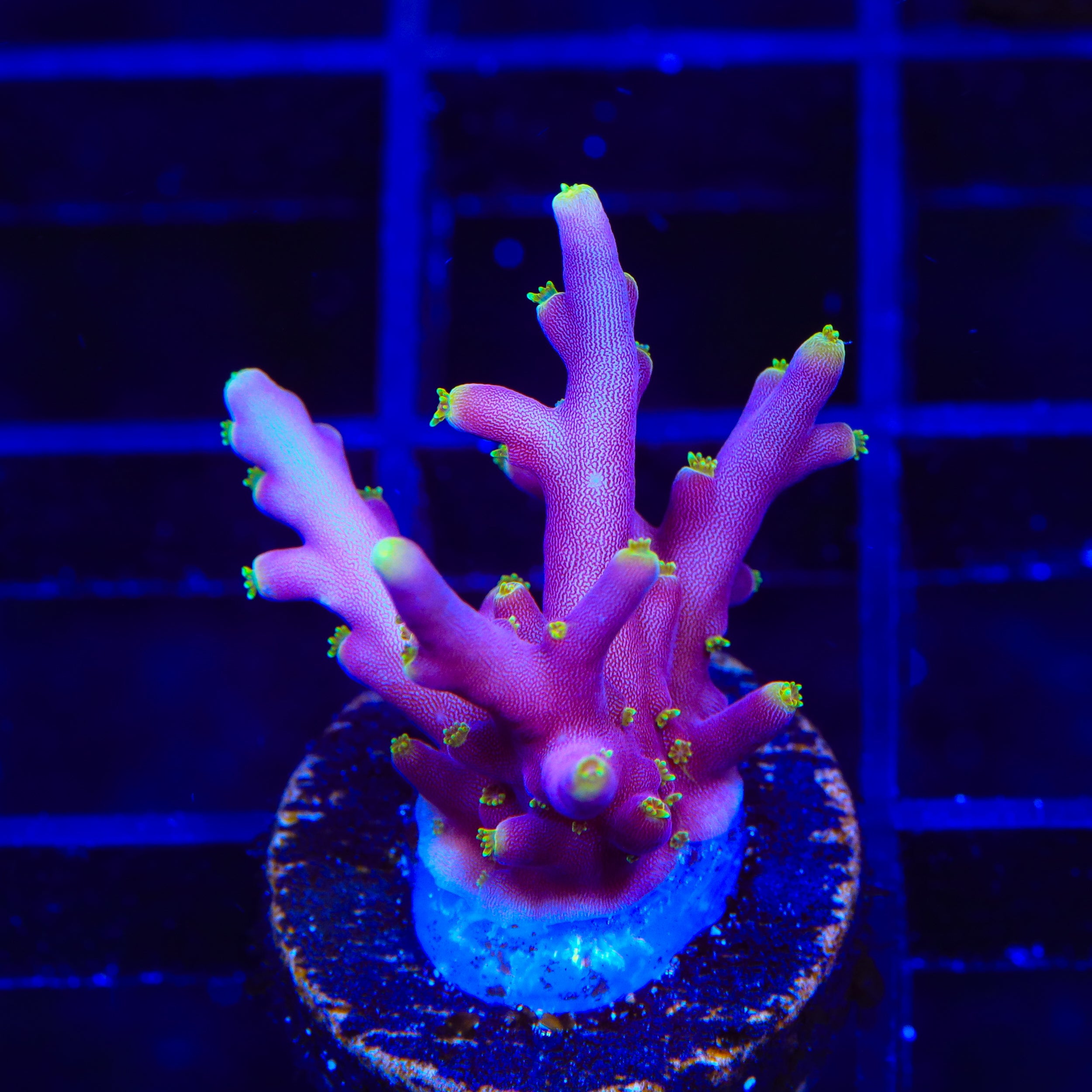 Diablo Grafted Diaseris Plate Coral