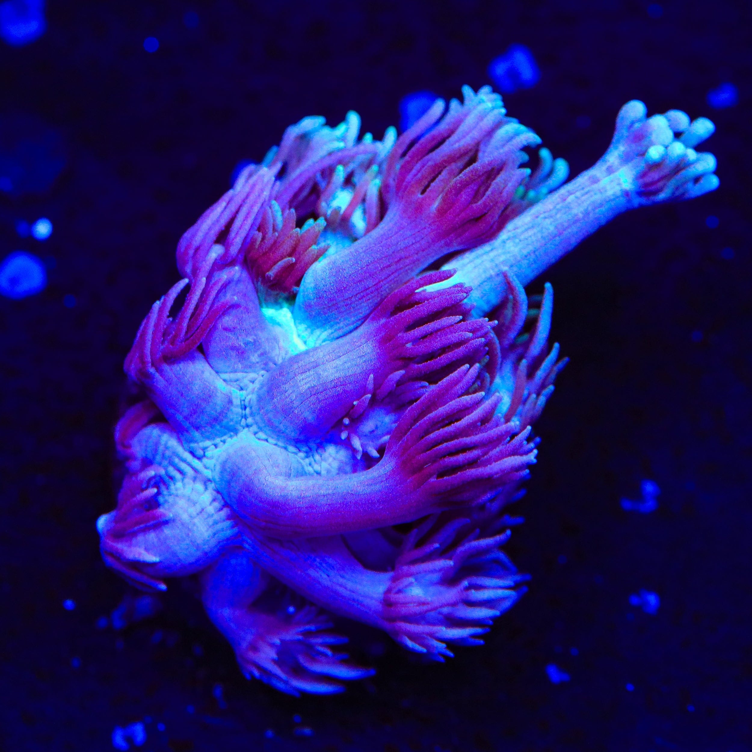 Goniopora djiboutiensis