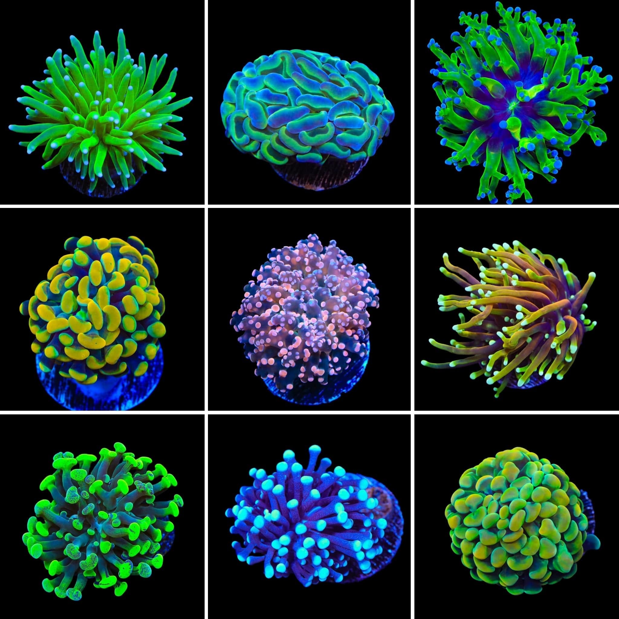 Euphyllia