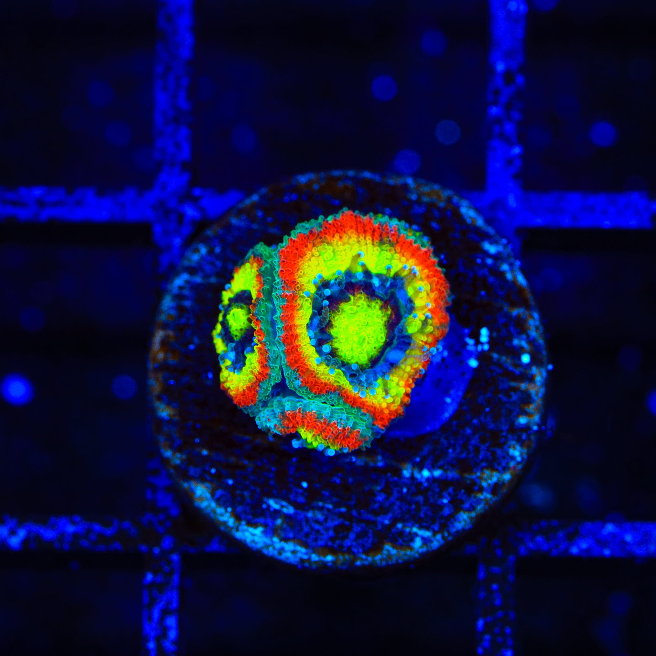 Micromussa