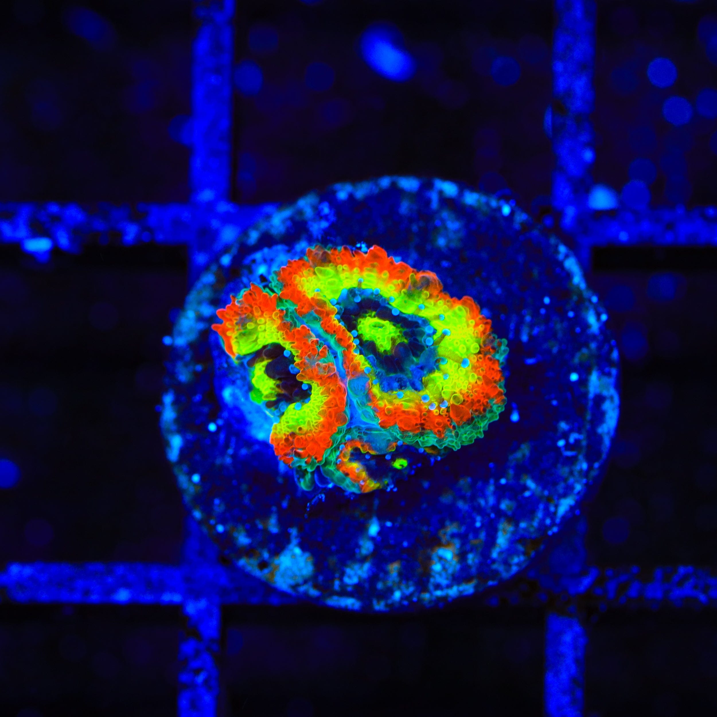 Micromussa