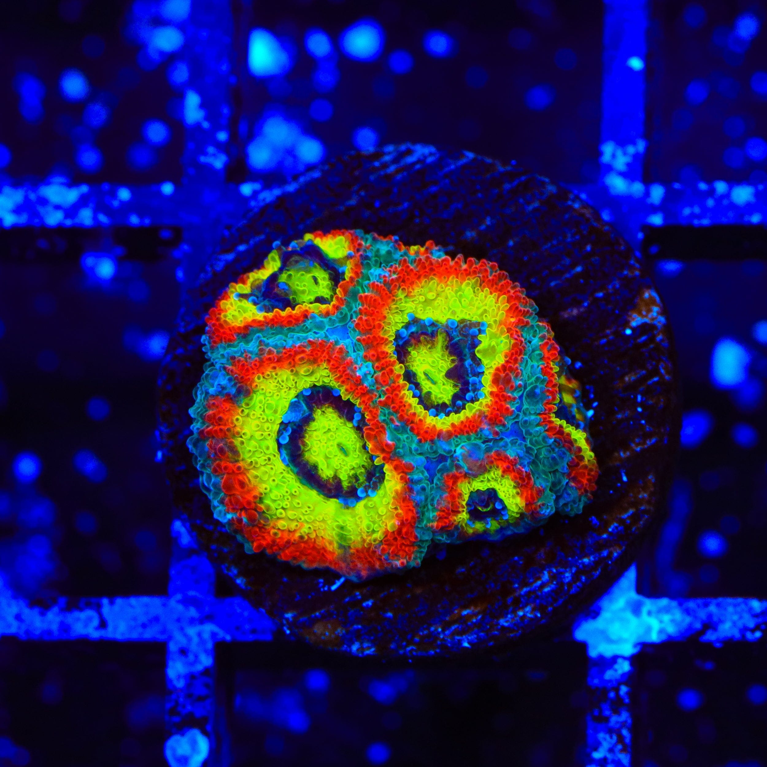 Micromussa