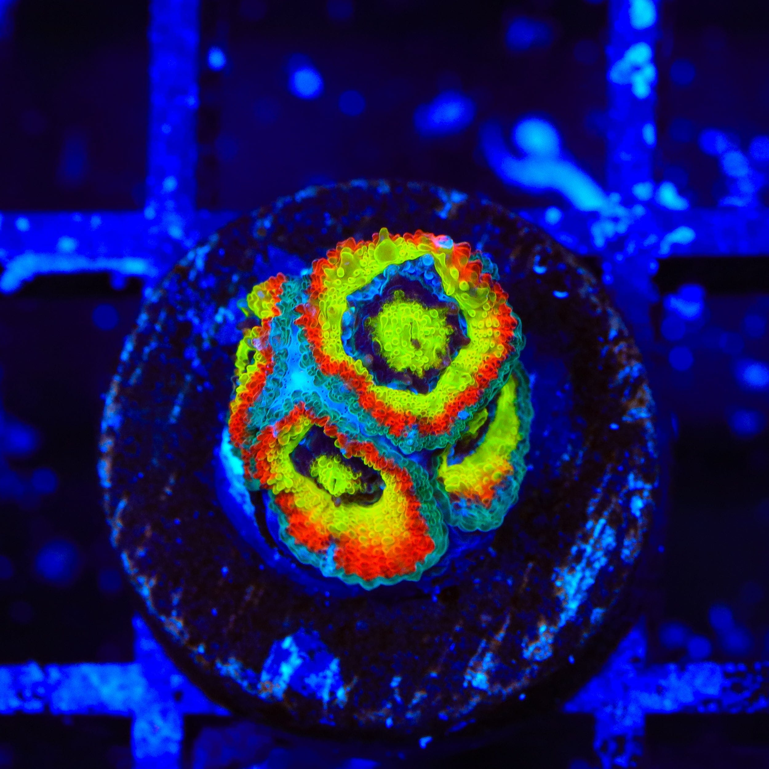Micromussa