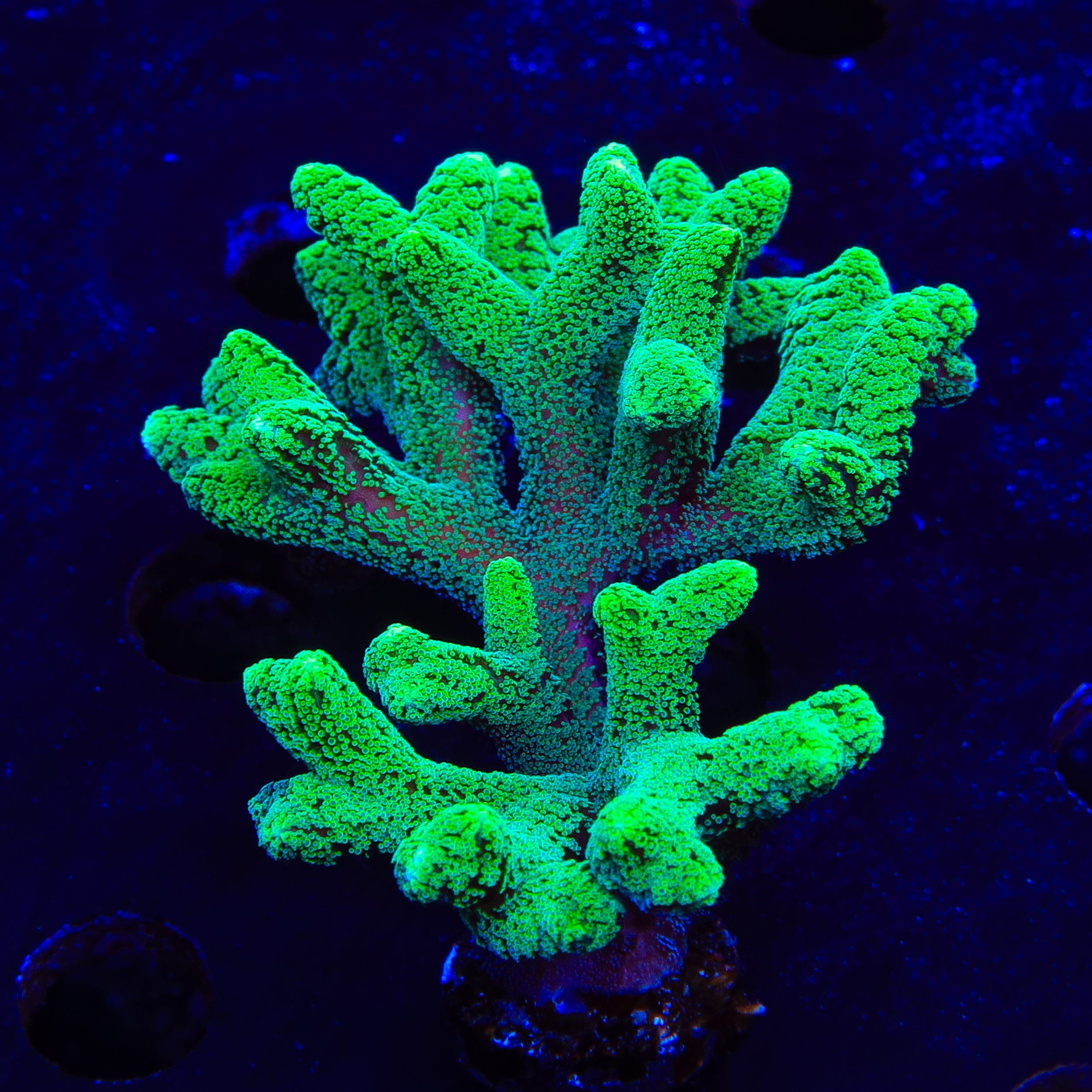 Seriatopora hystrix