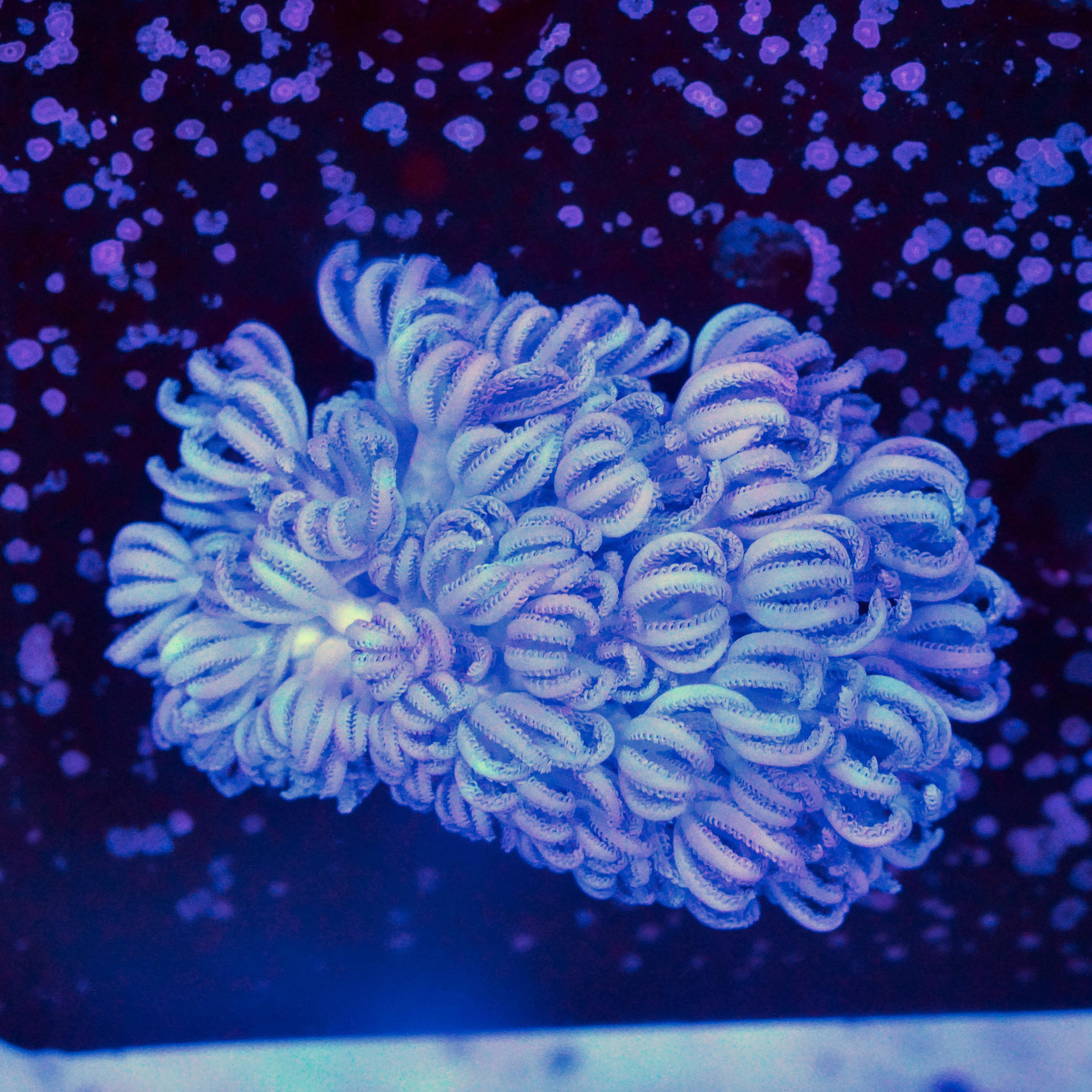 Xenia umbellata