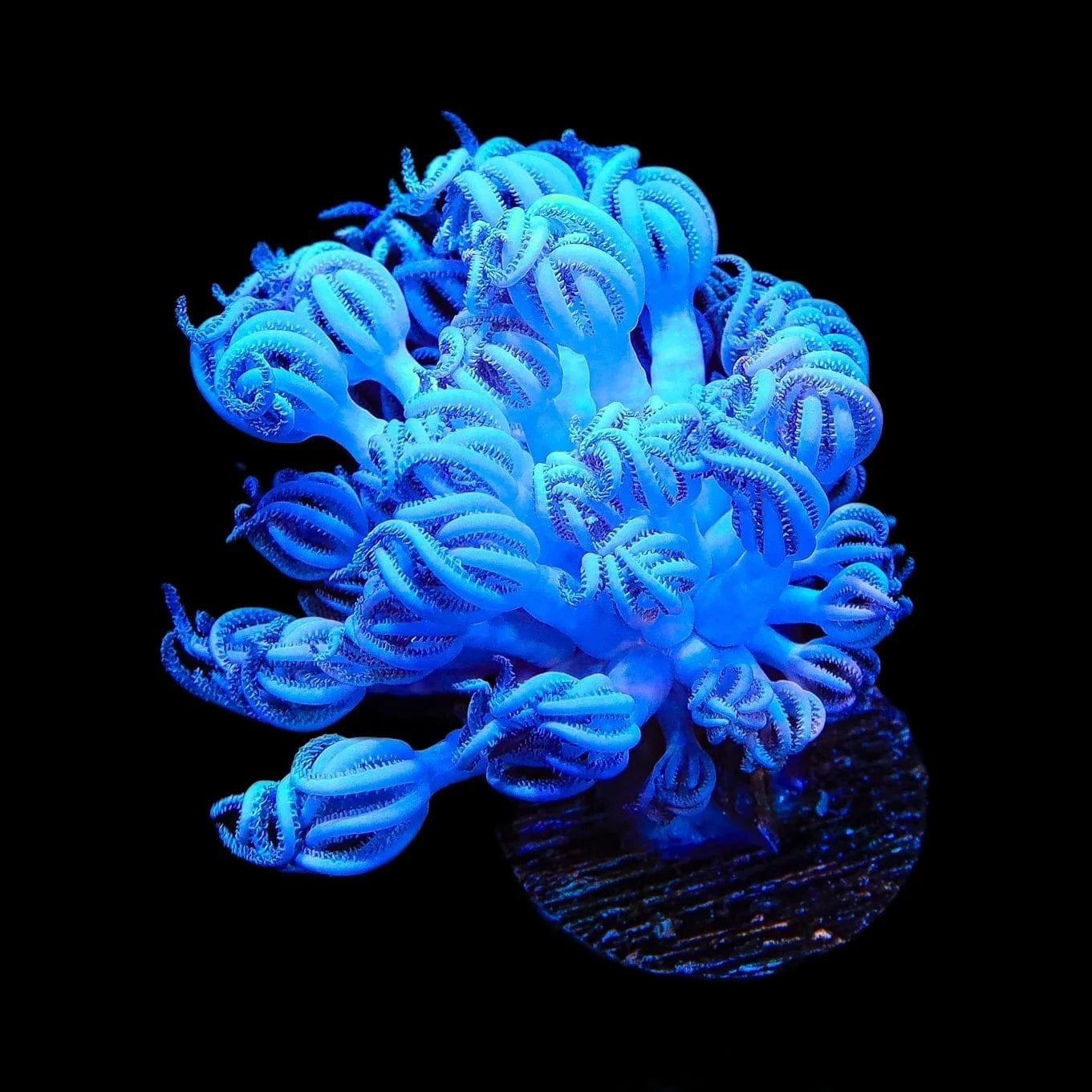 Xenia umbellata