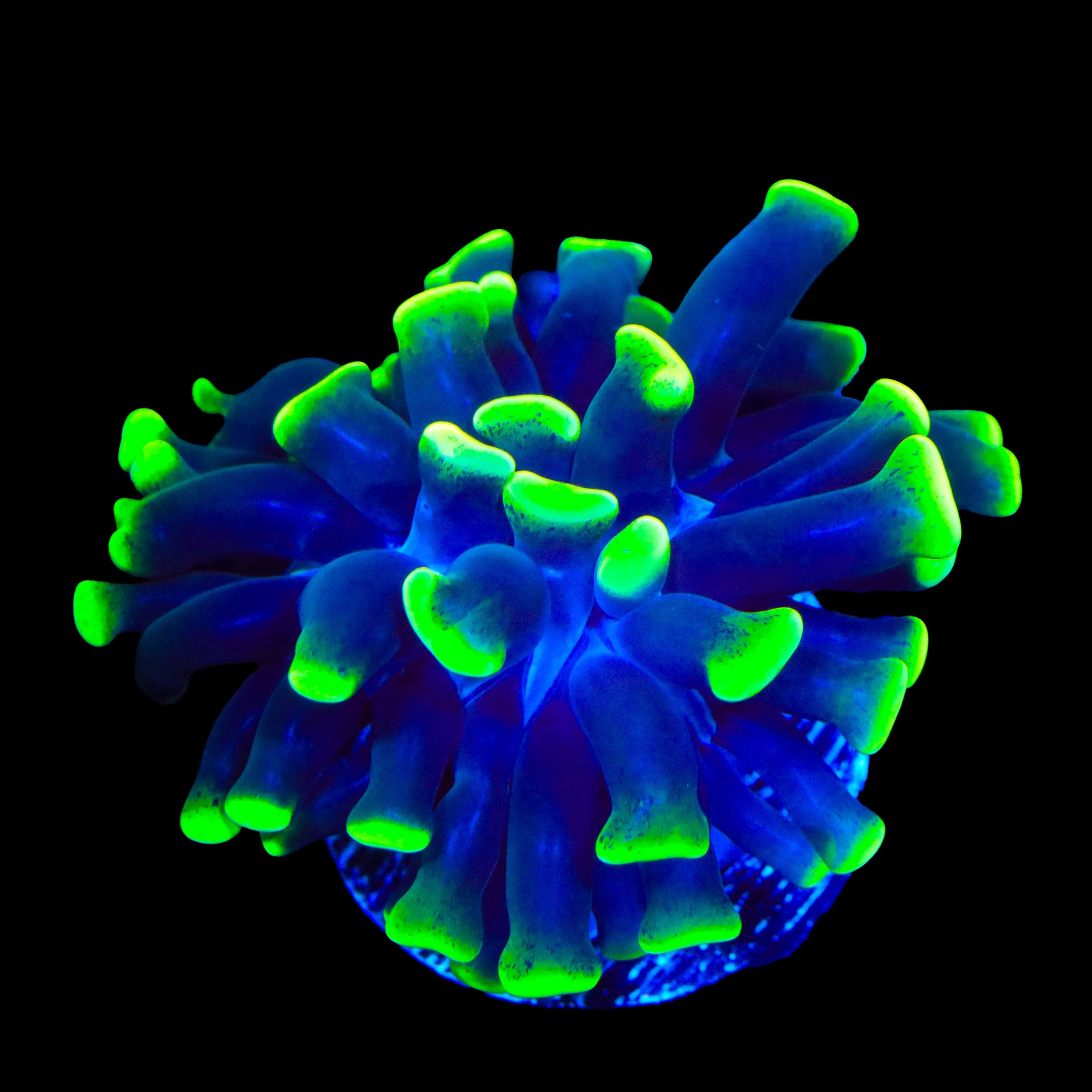 Euphyllia ancora