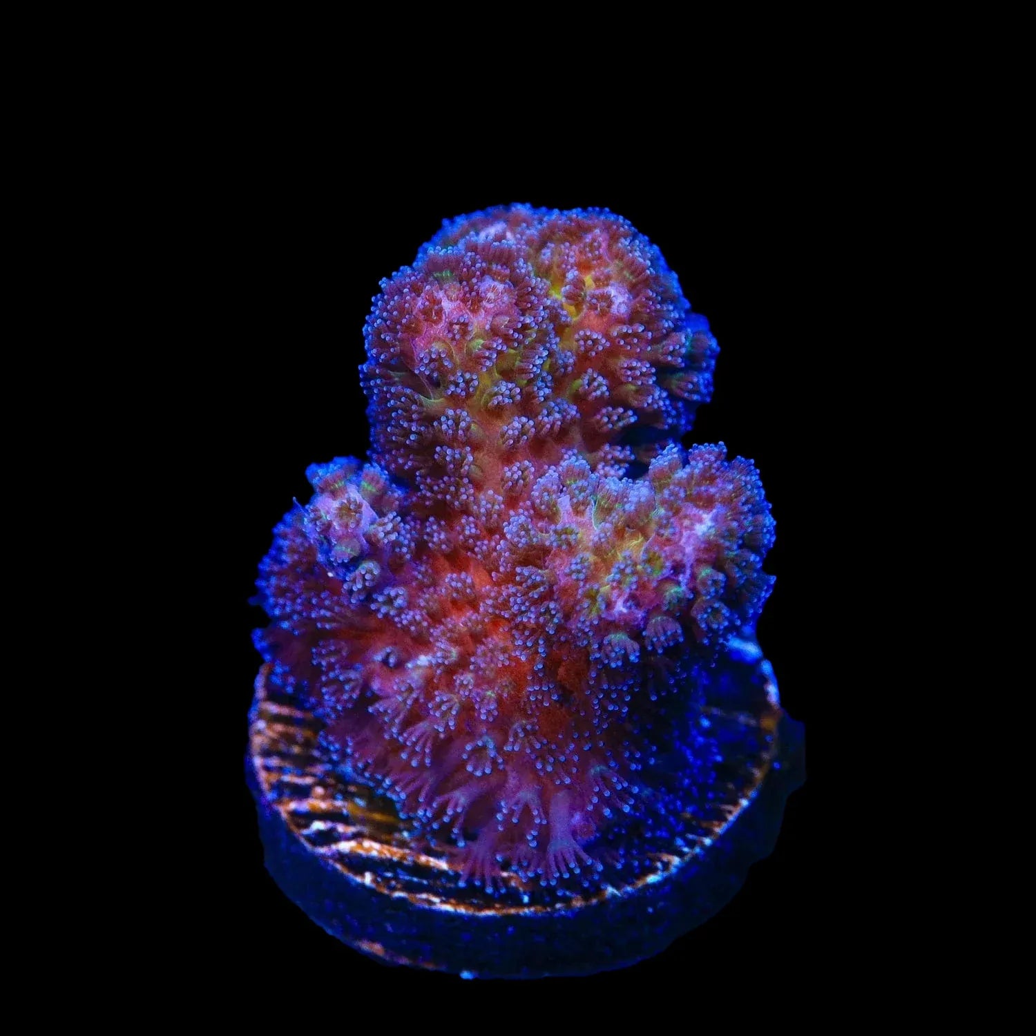 Pocillopora