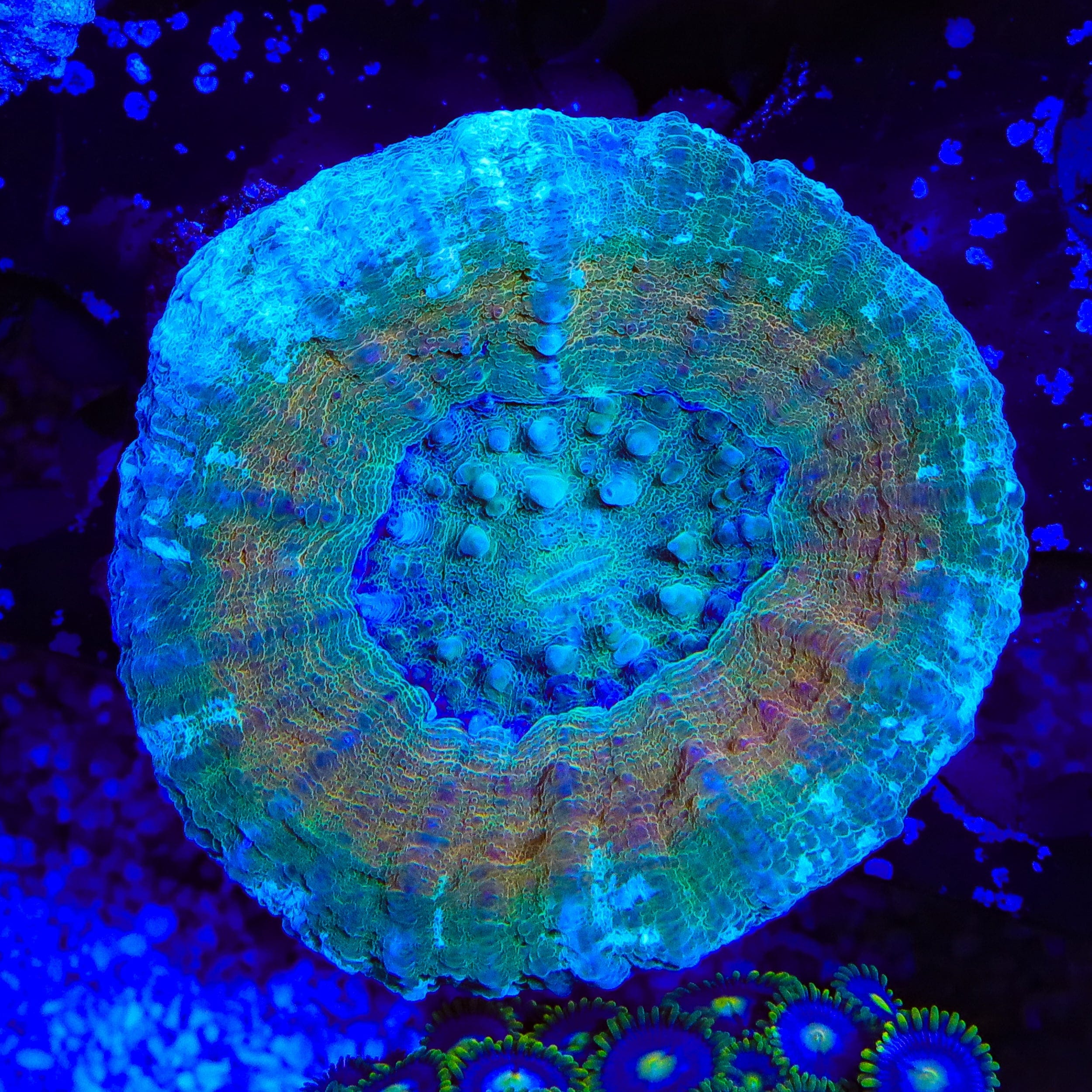 Scolymia