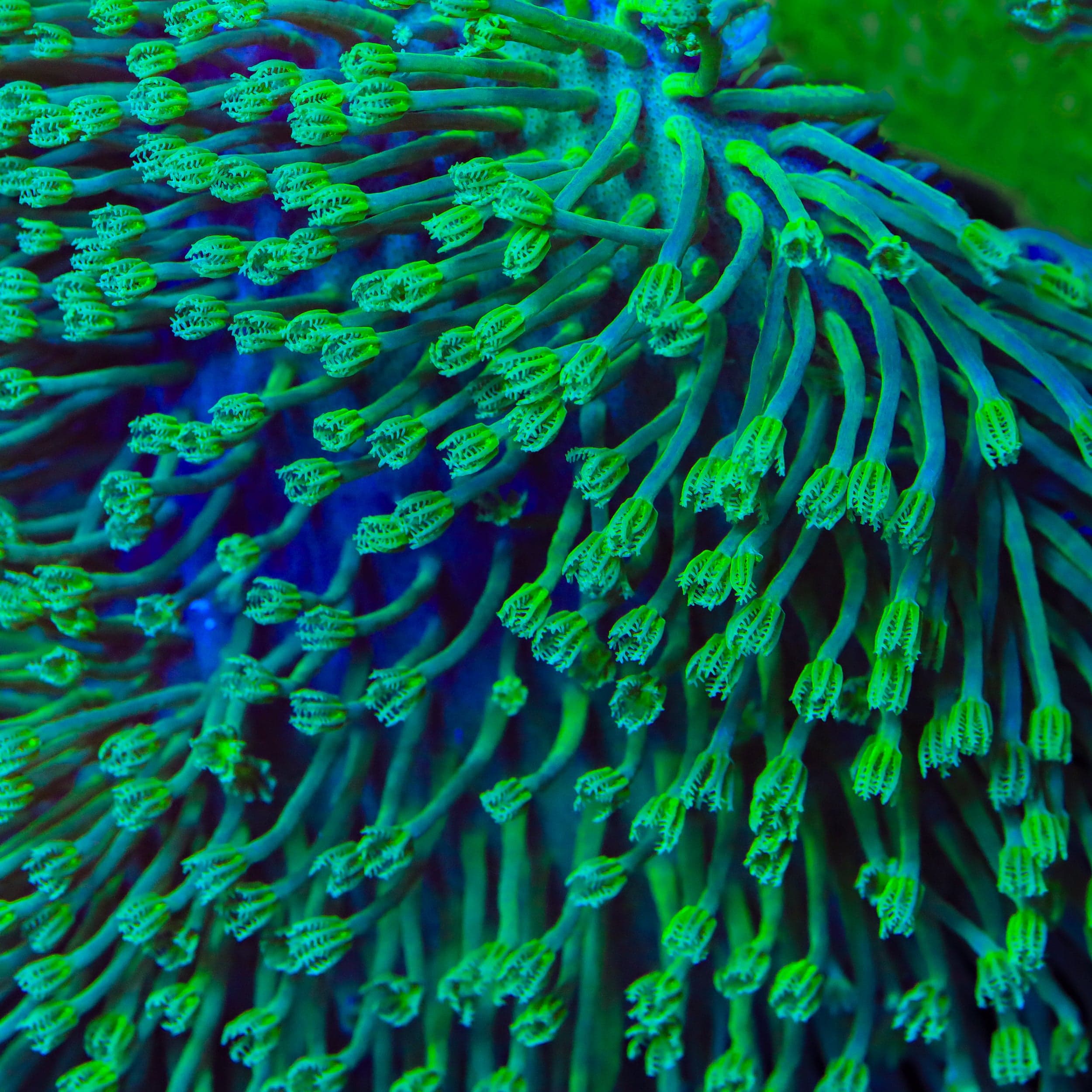 Sarcophyton ehrenbergi