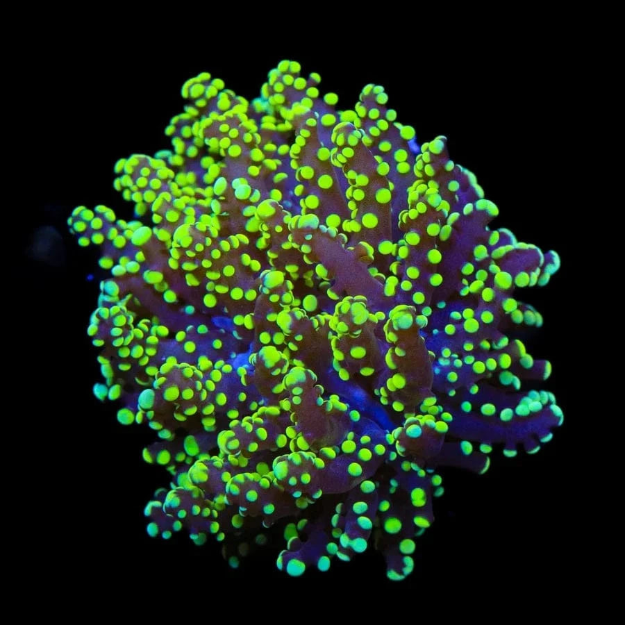 Euphyllia paradivisa