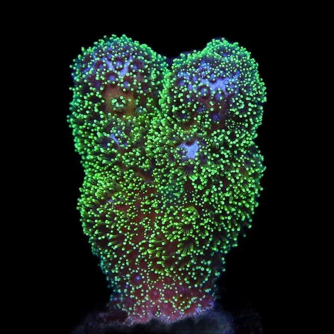 Pocillopora