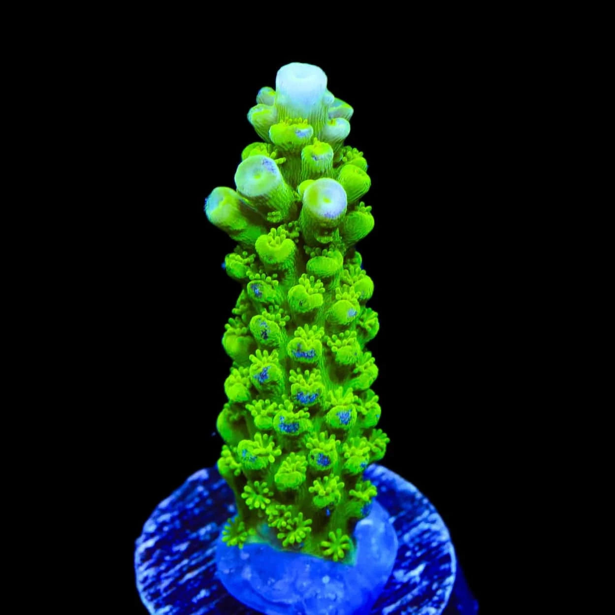 Acropora yongei