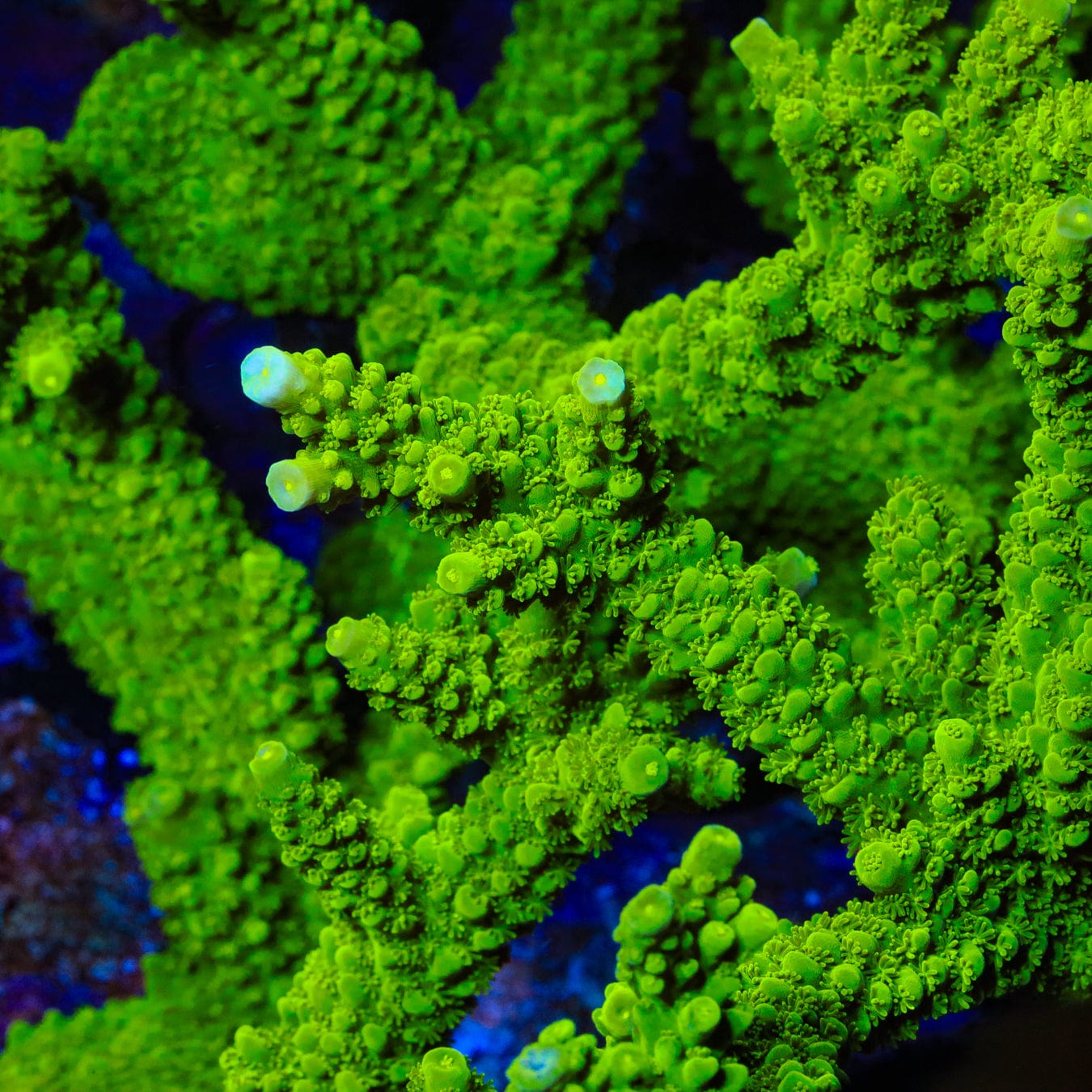 Acropora yongei