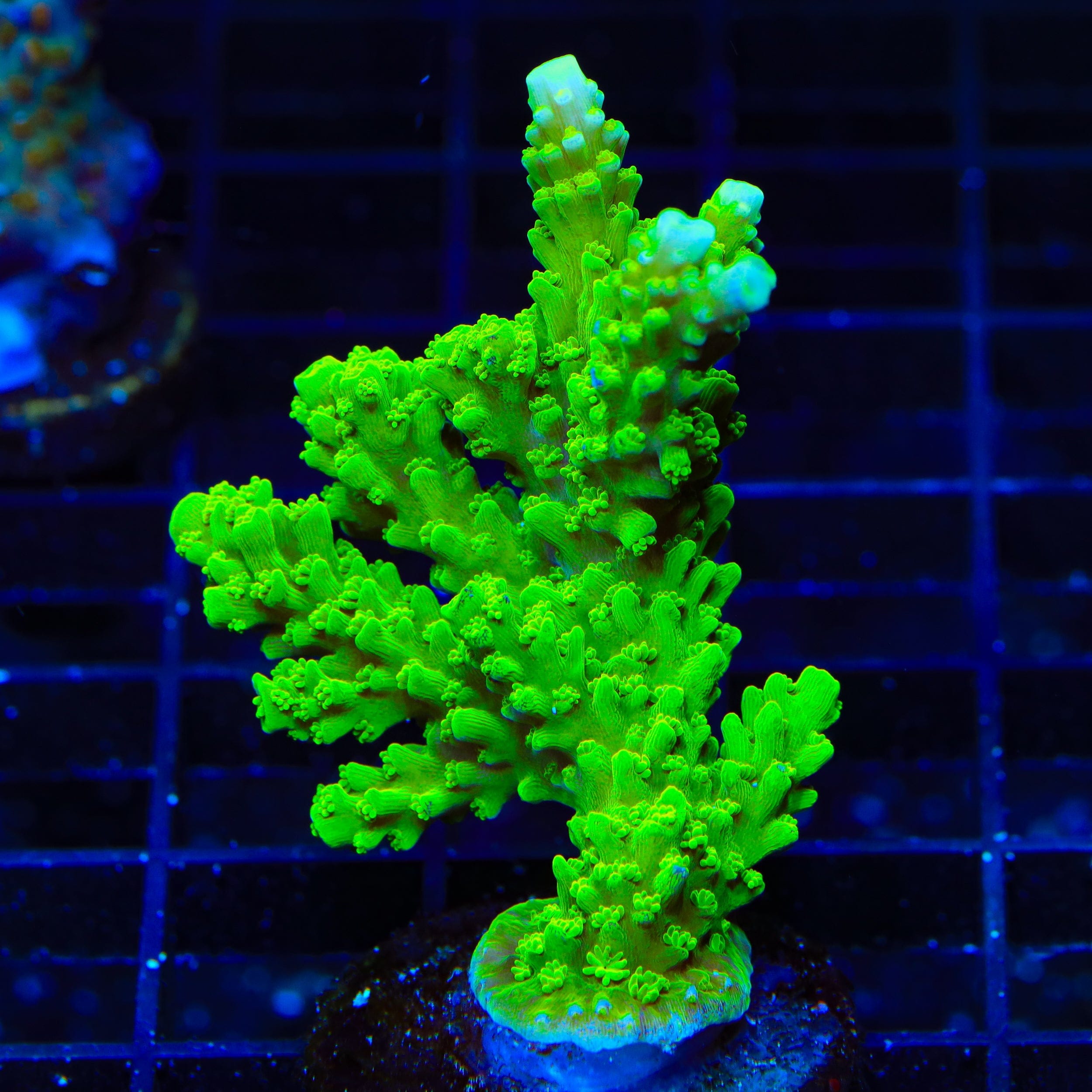 Acropora yongei
