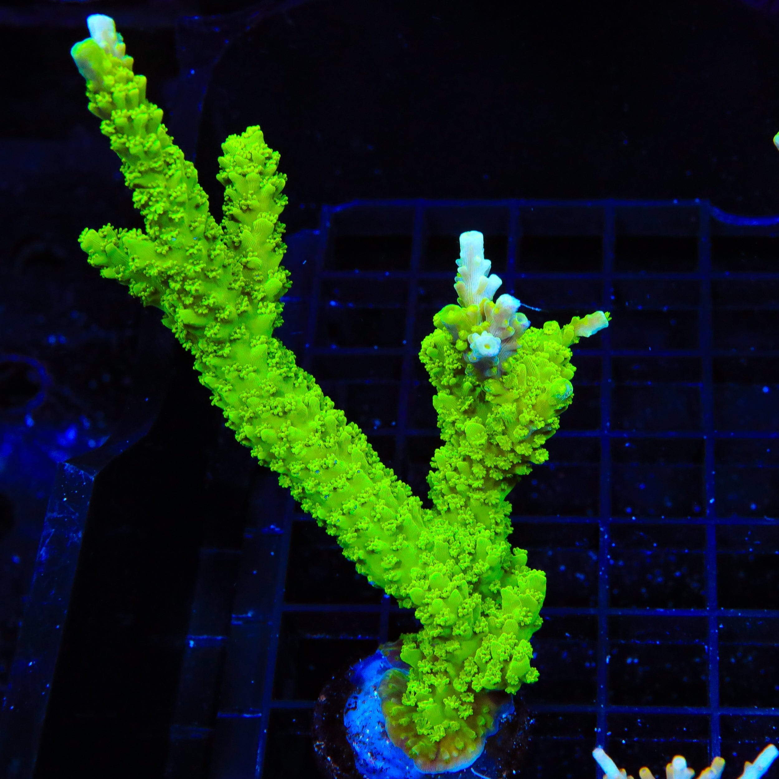 Acropora yongei
