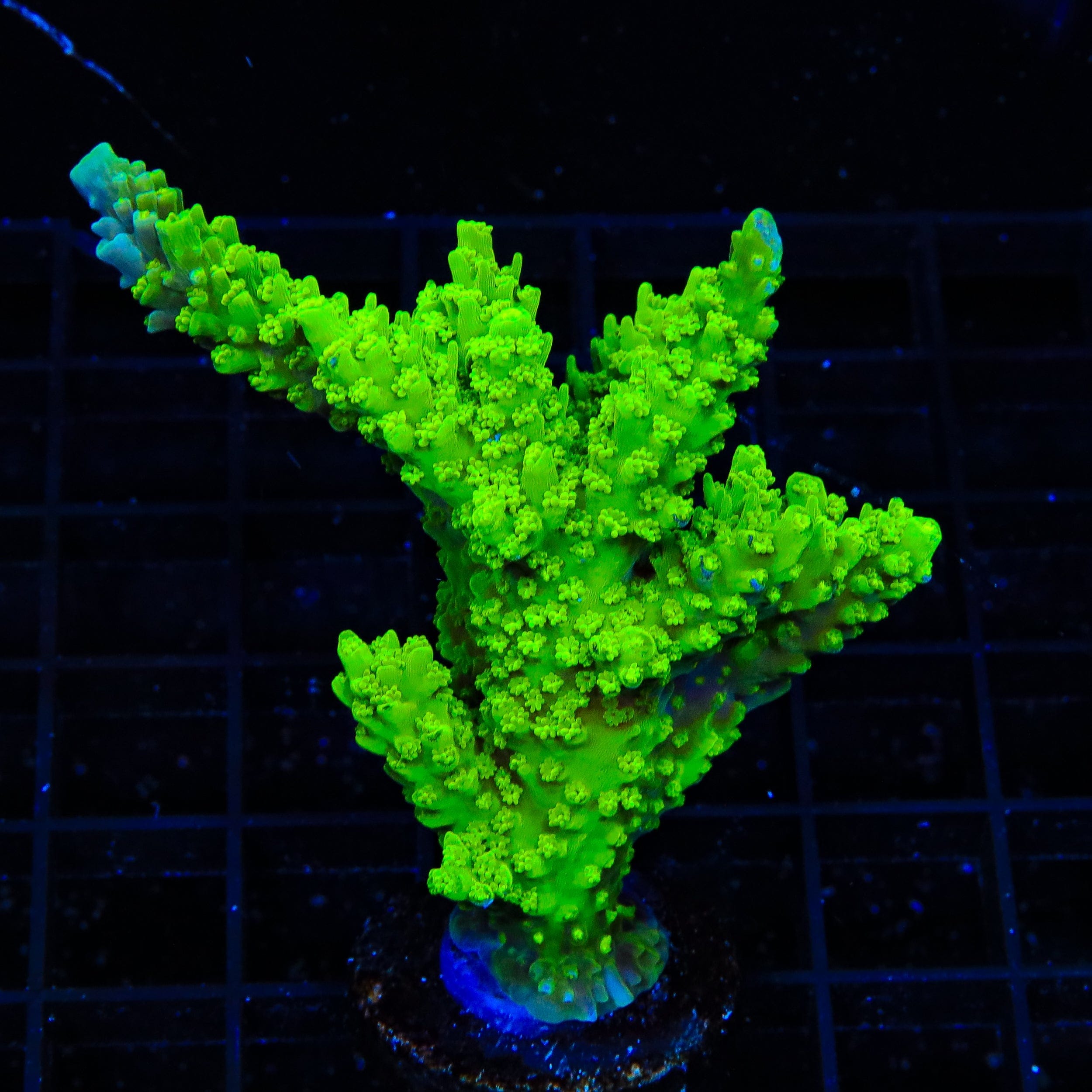 Acropora yongei