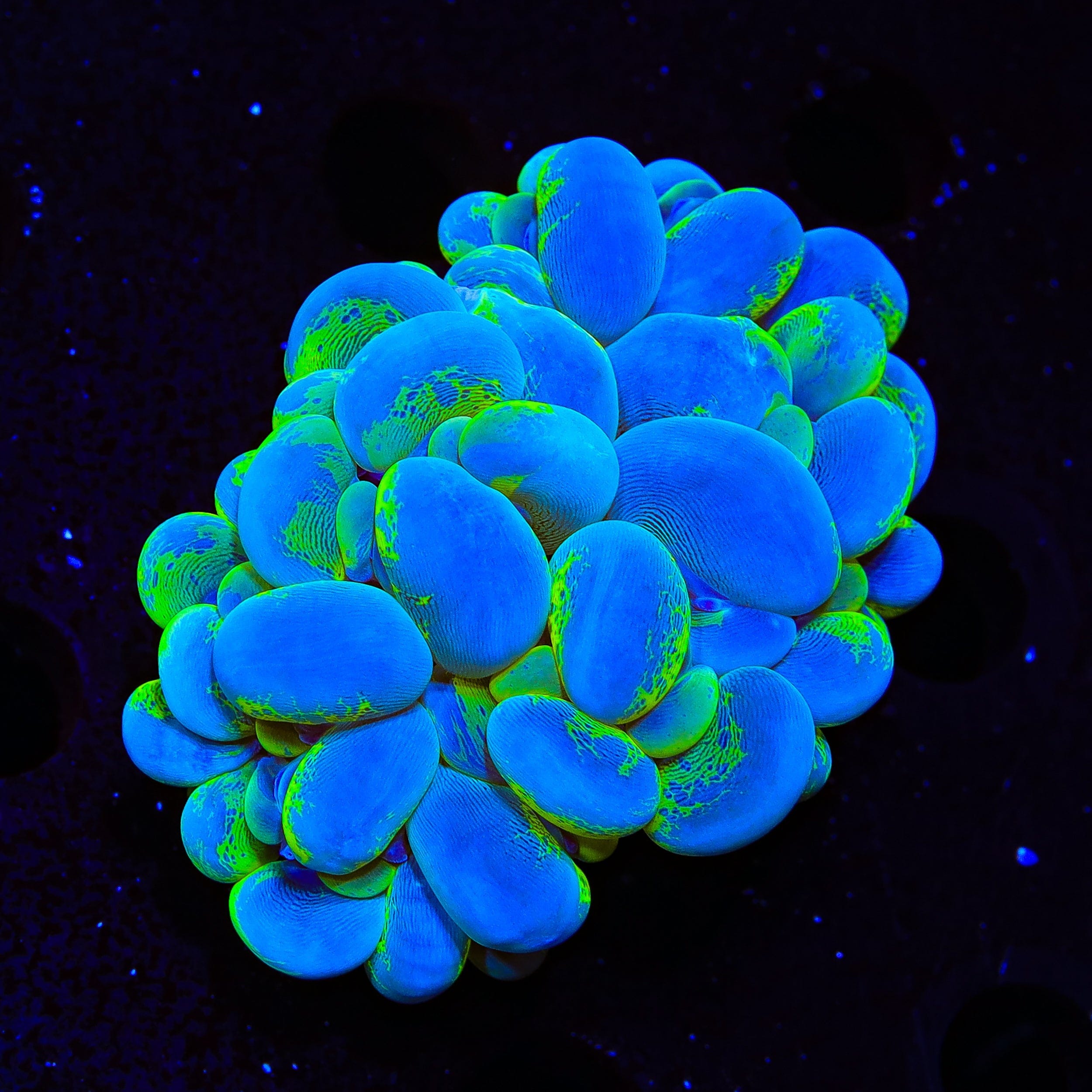 Plerogyra sinuosa