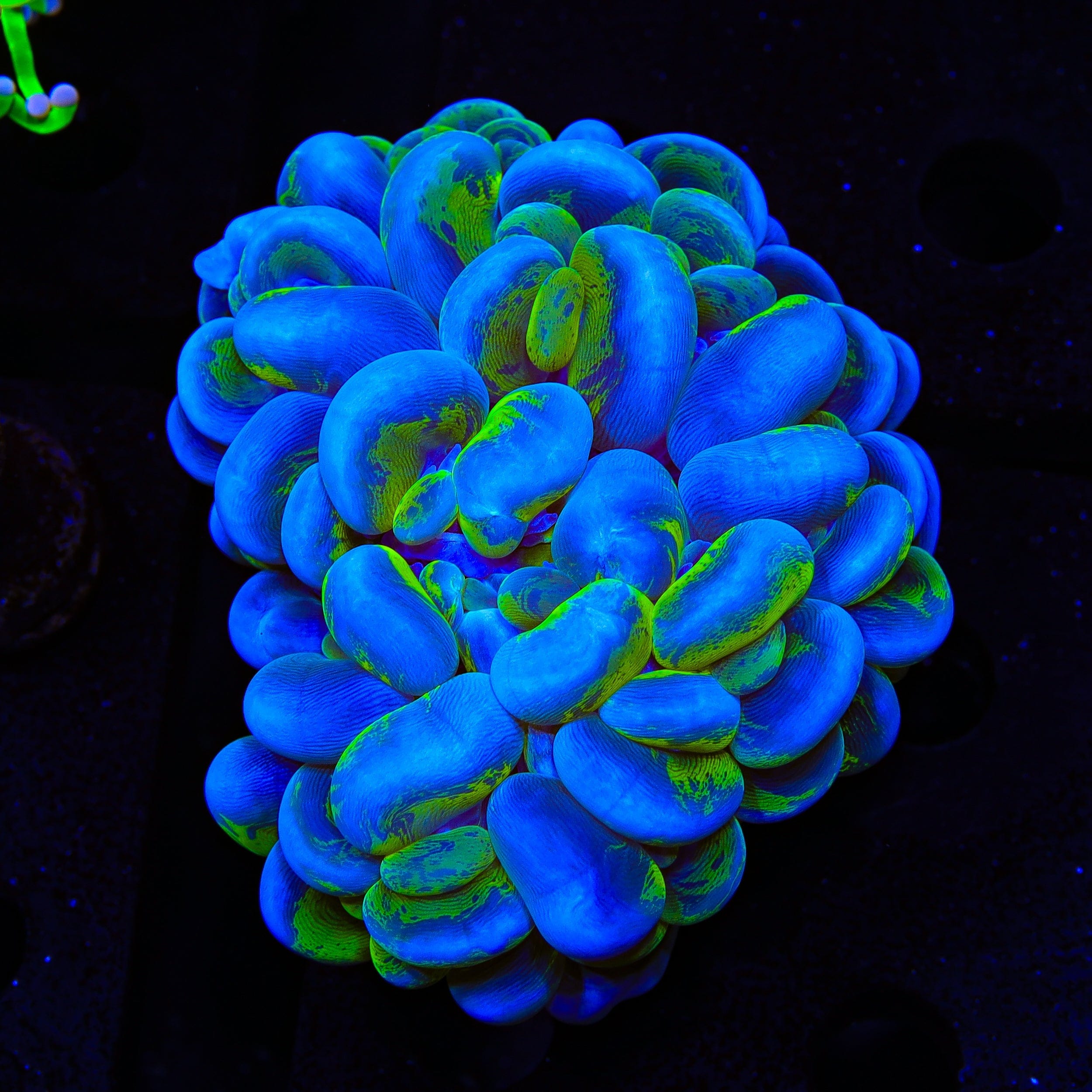 Plerogyra sinuosa