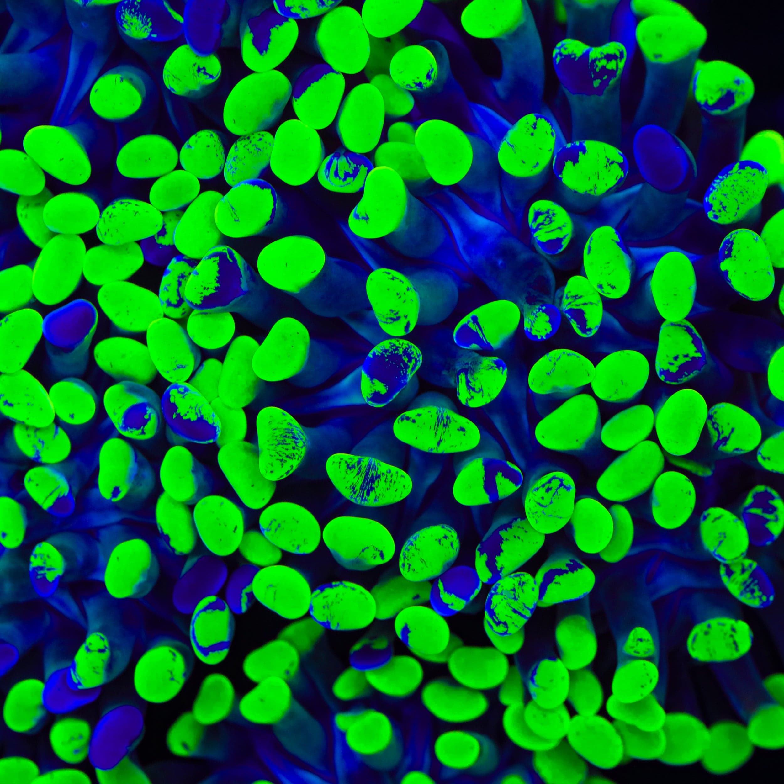 Euphyllia ancora