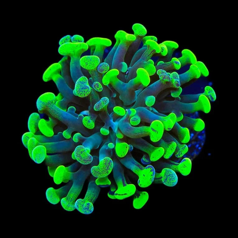 Euphyllia ancora