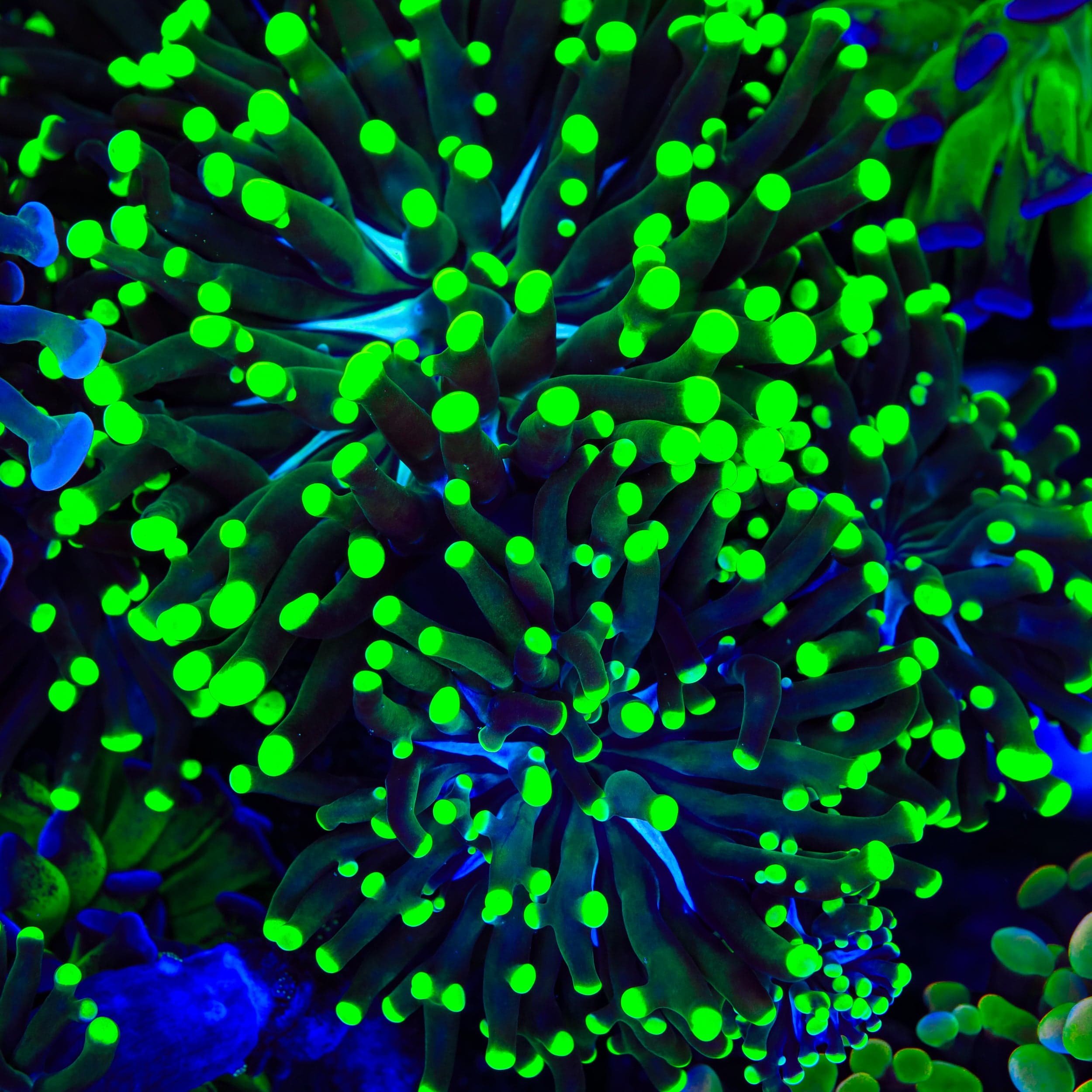 Euphyllia