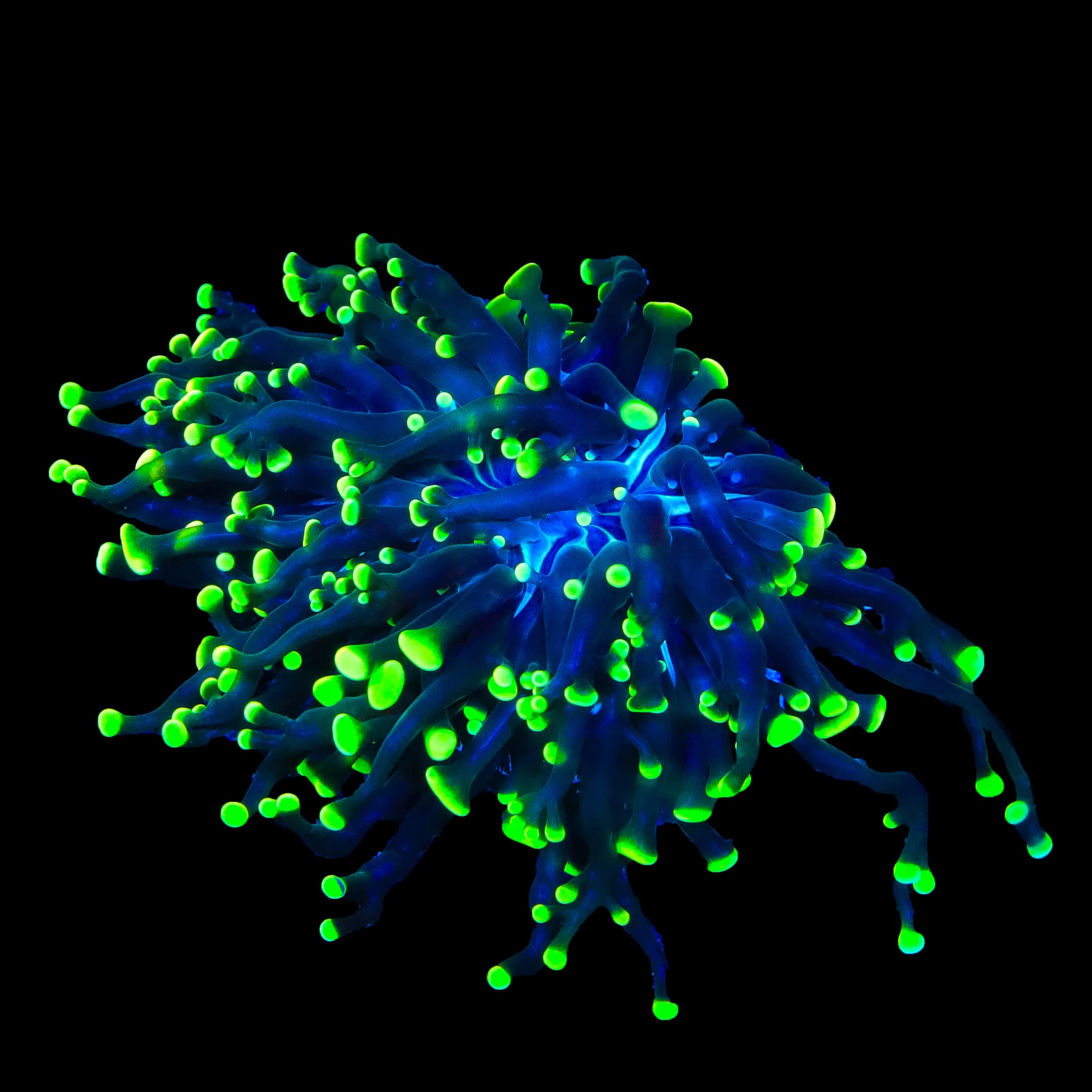 Euphyllia