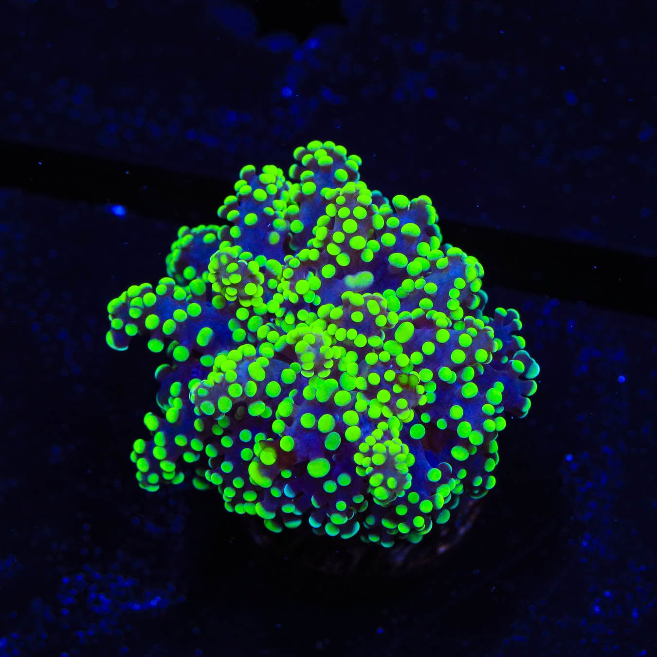 Euphyllia paradivisa