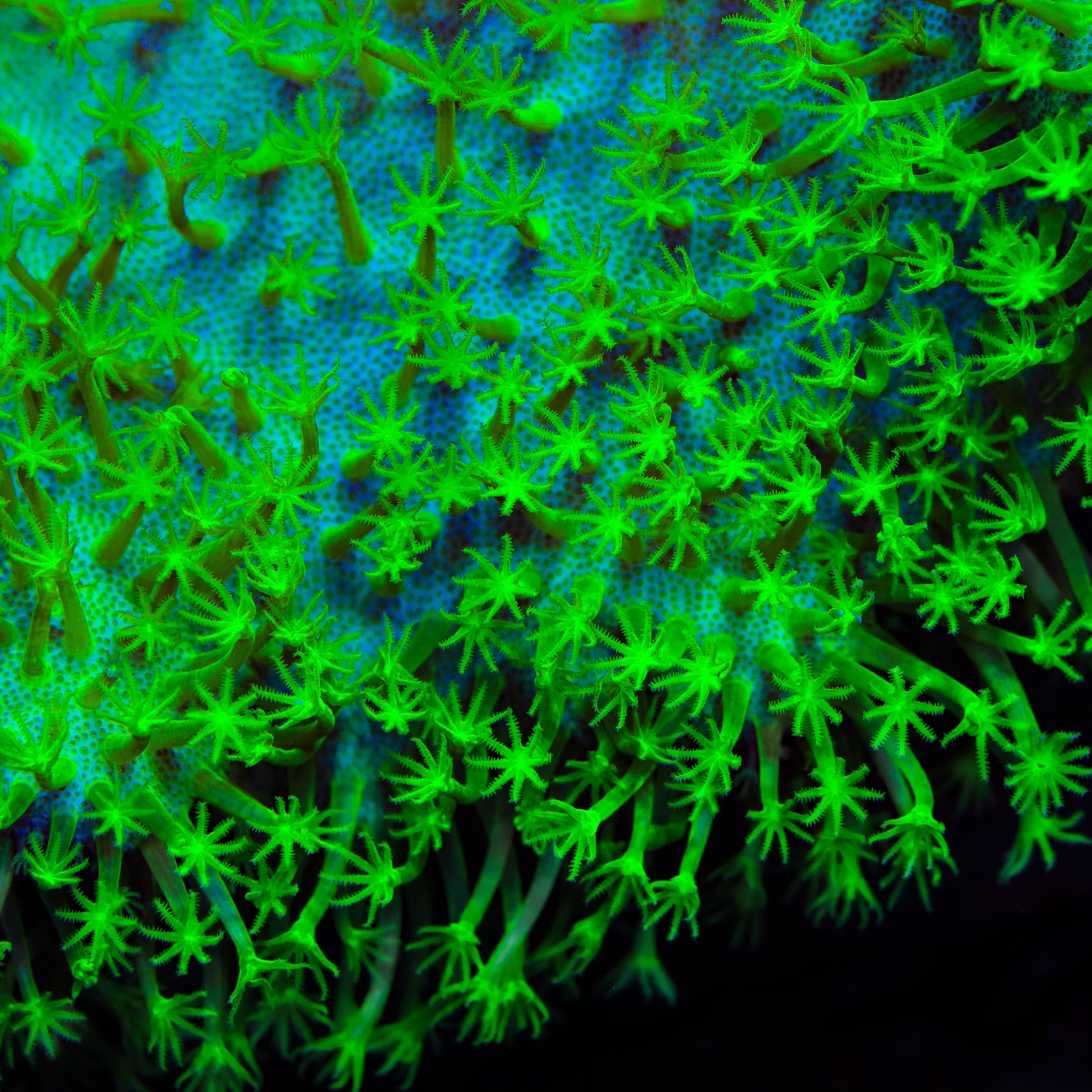 Sarcophyton ehrenbergi