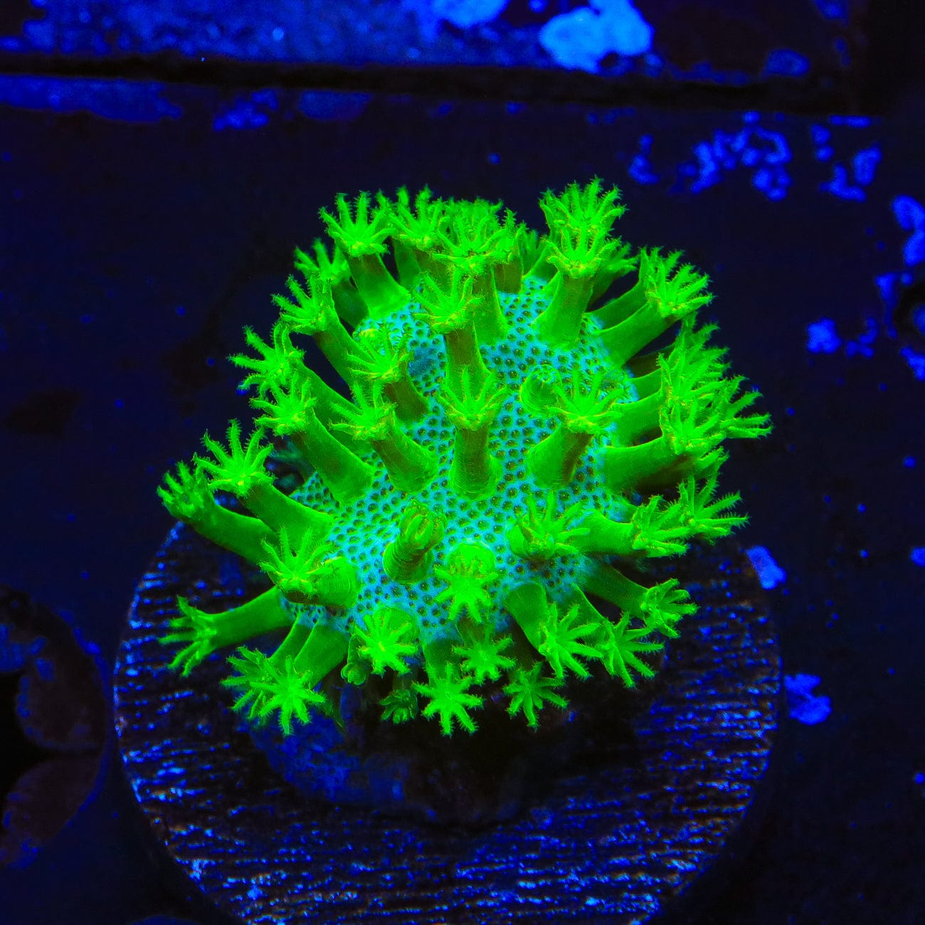 Sarcophyton ehrenbergi