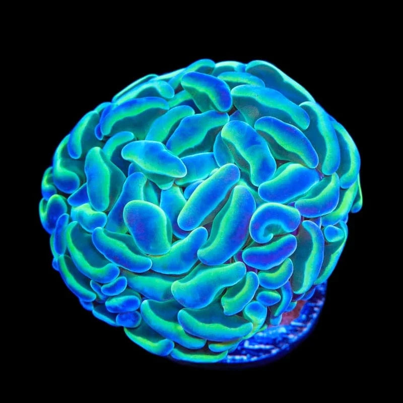 Euphyllia ancora