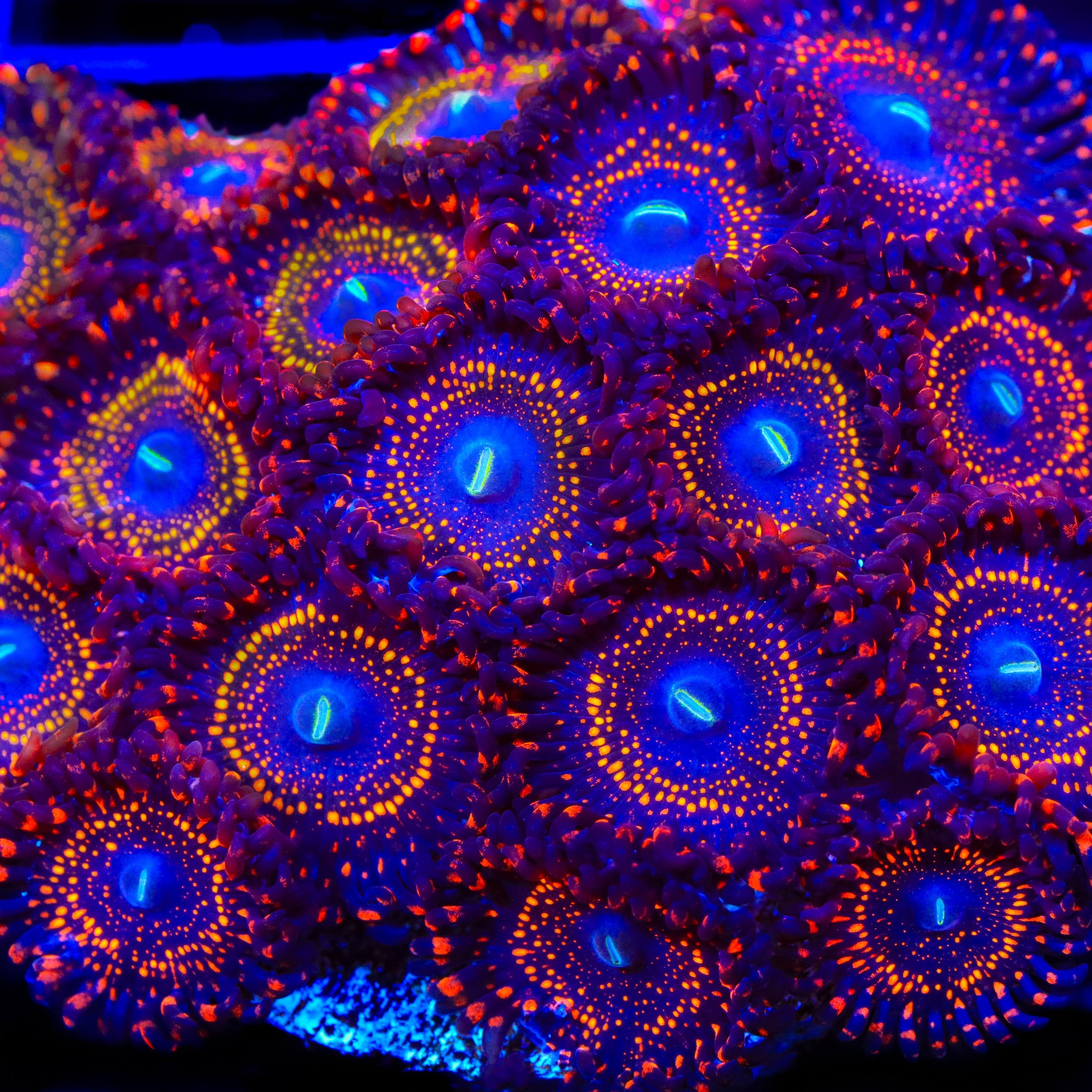 Zoanthus sociatus