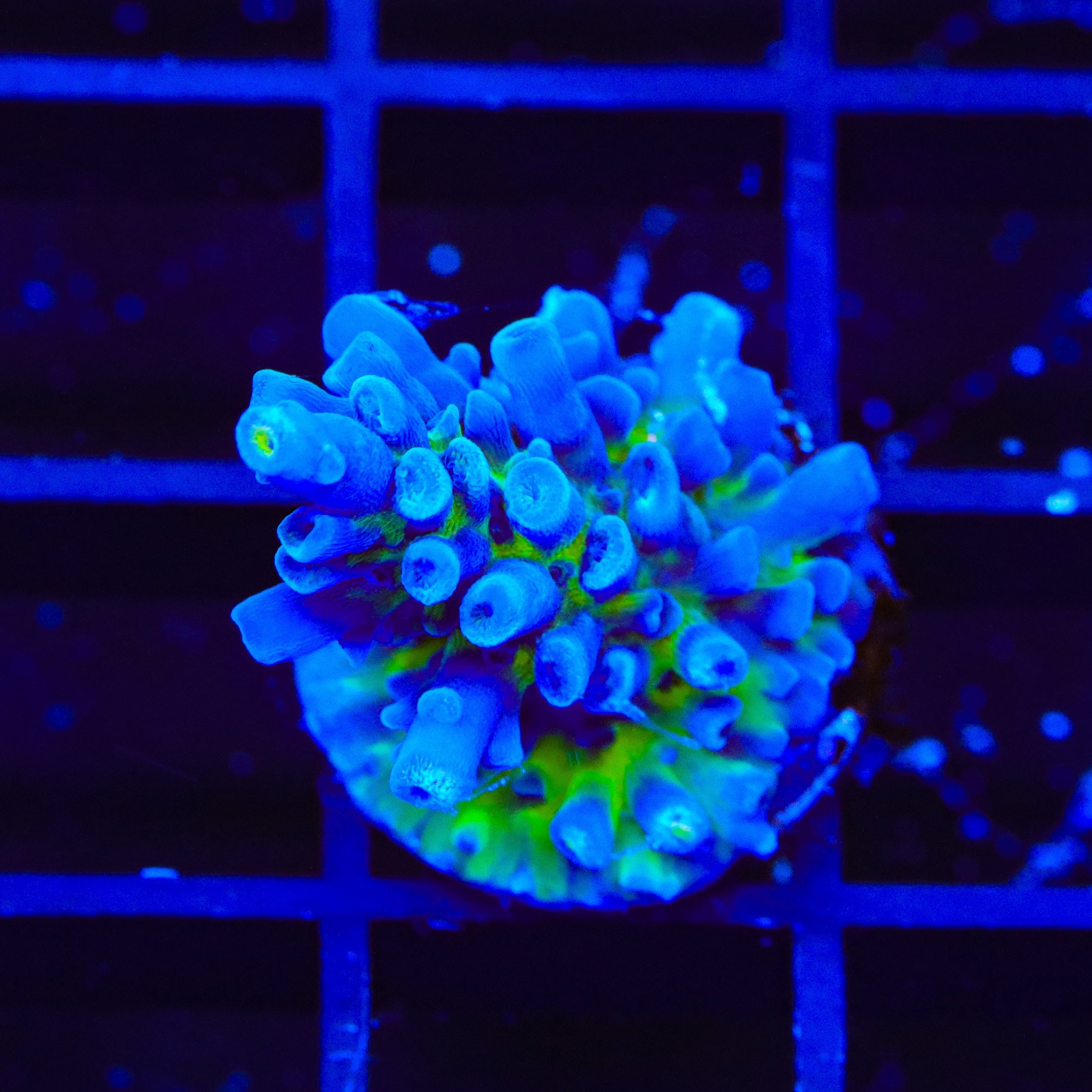 Acropora selago