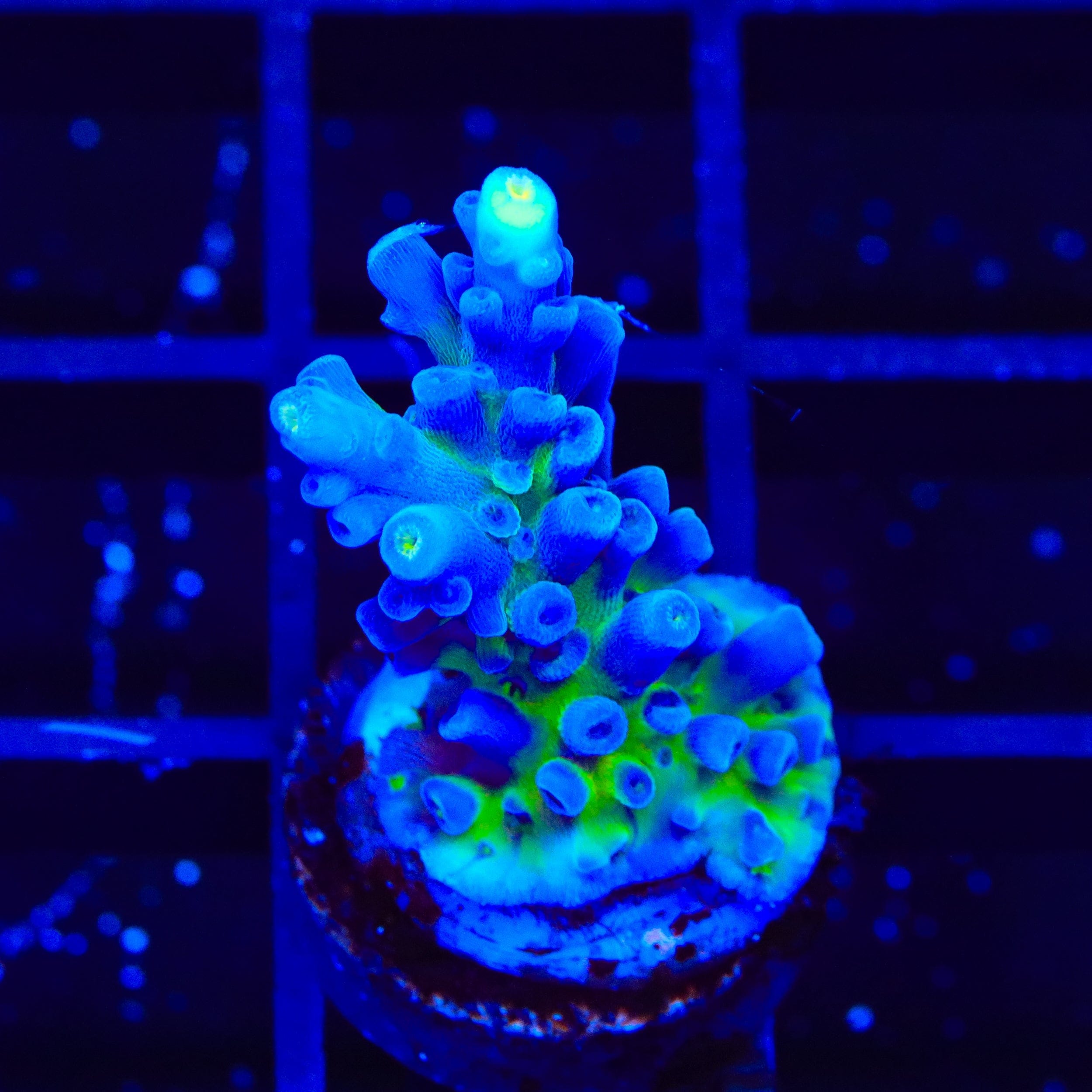 Acropora tortuosa