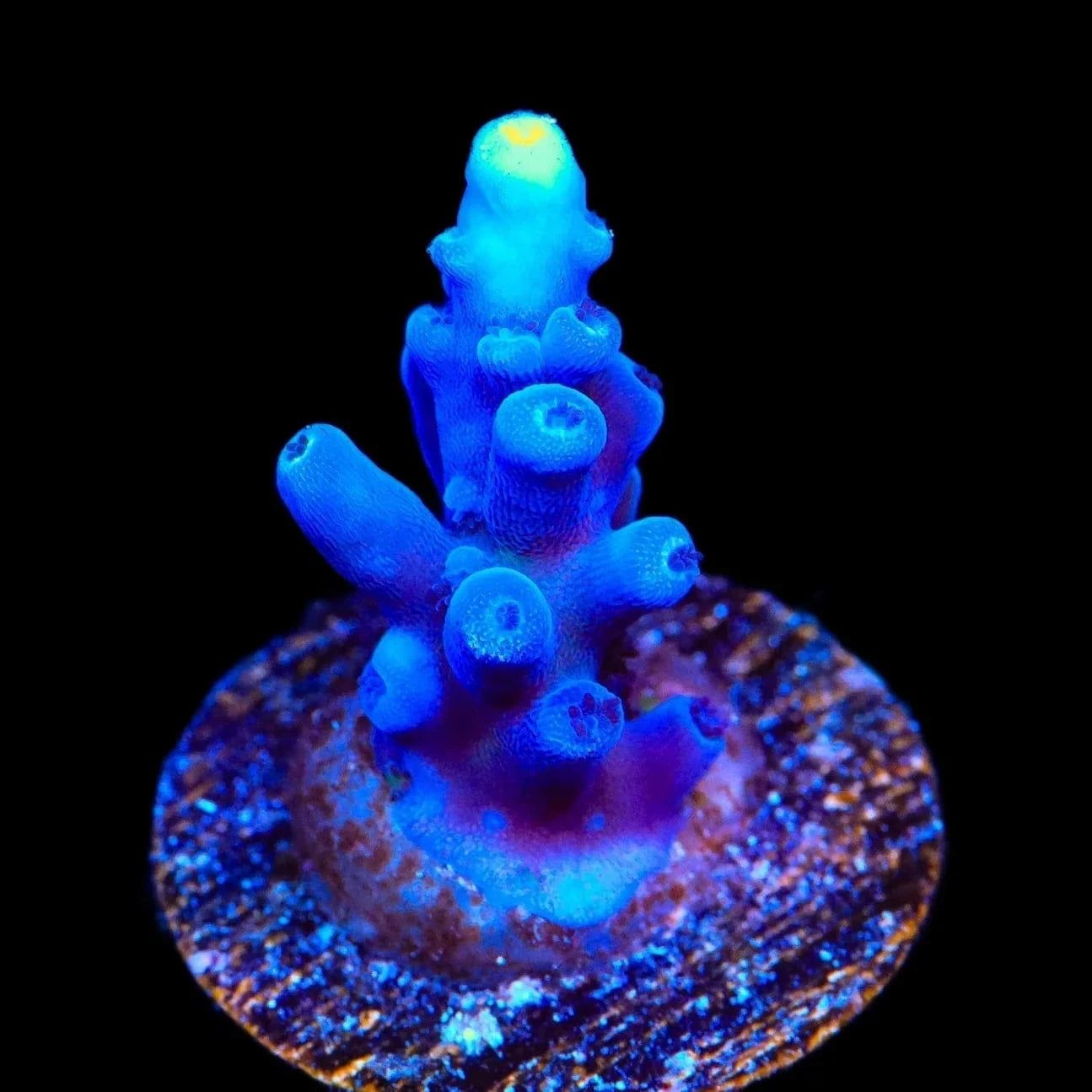 Acropora tortuosa