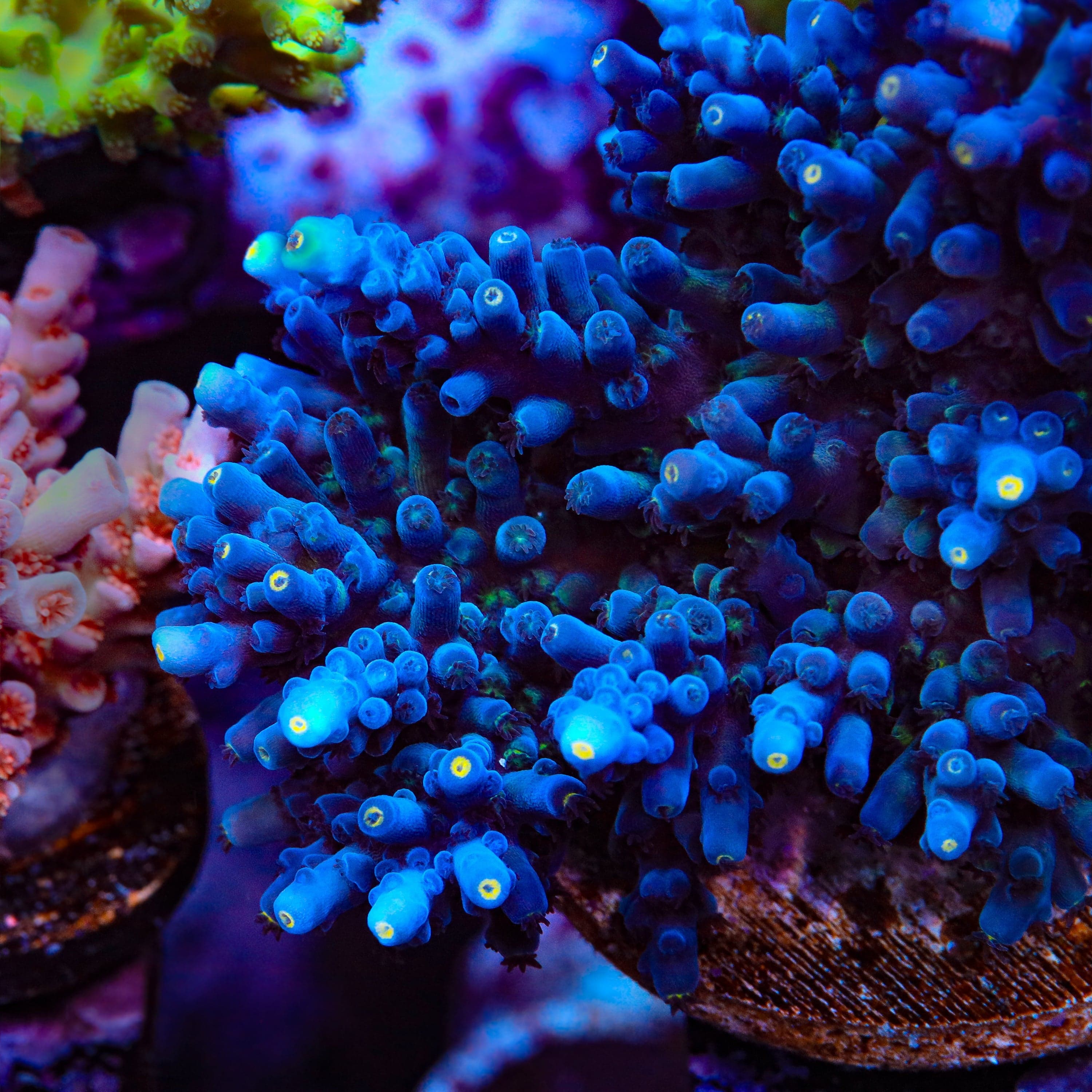 Acropora tortuosa