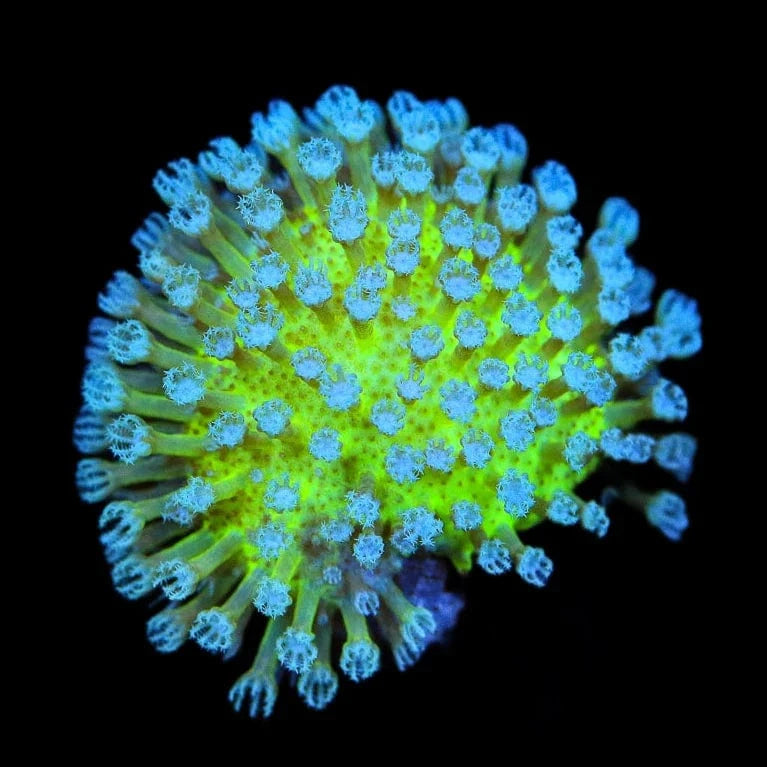 Sarcophyton ehrenbergi