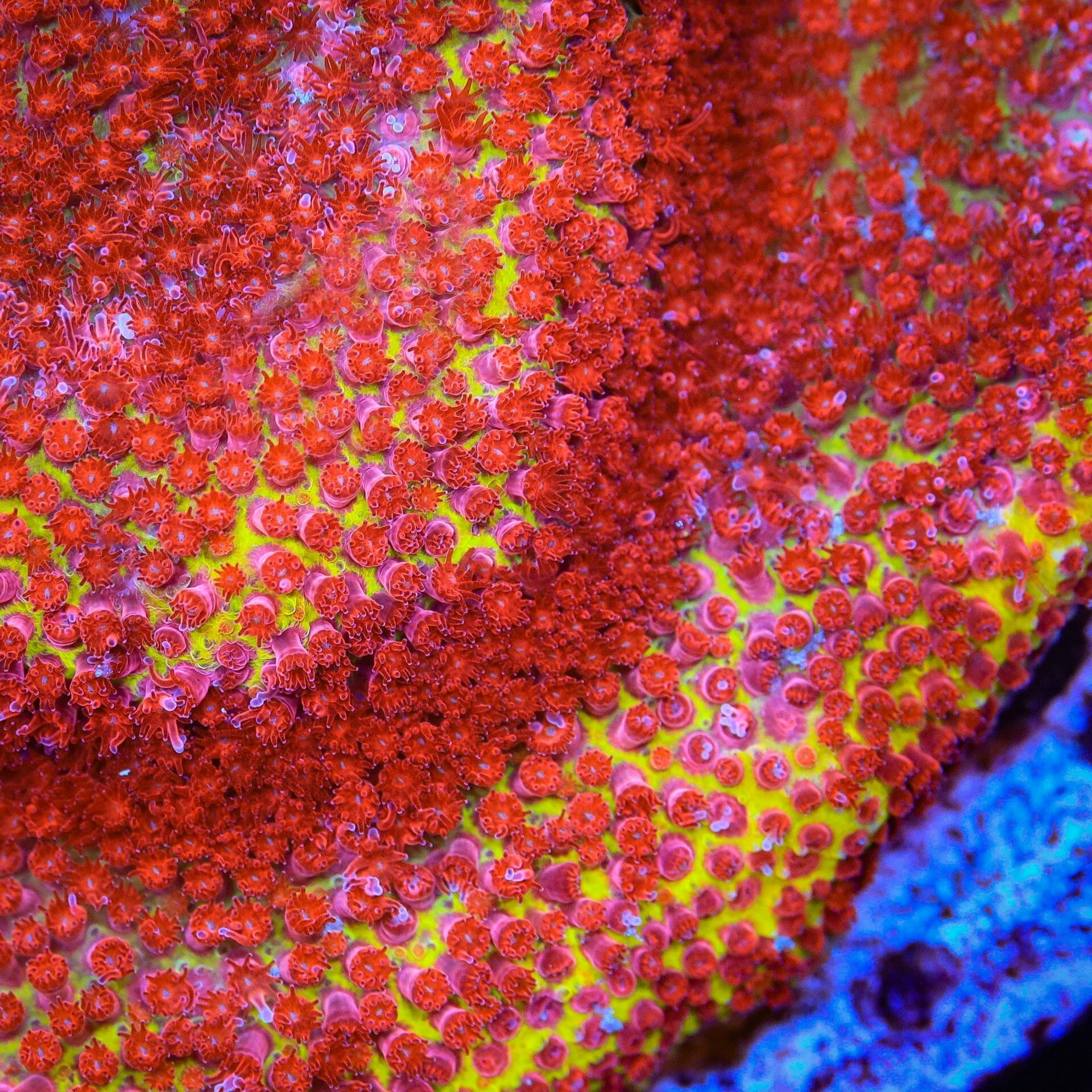 Stylocoeniella