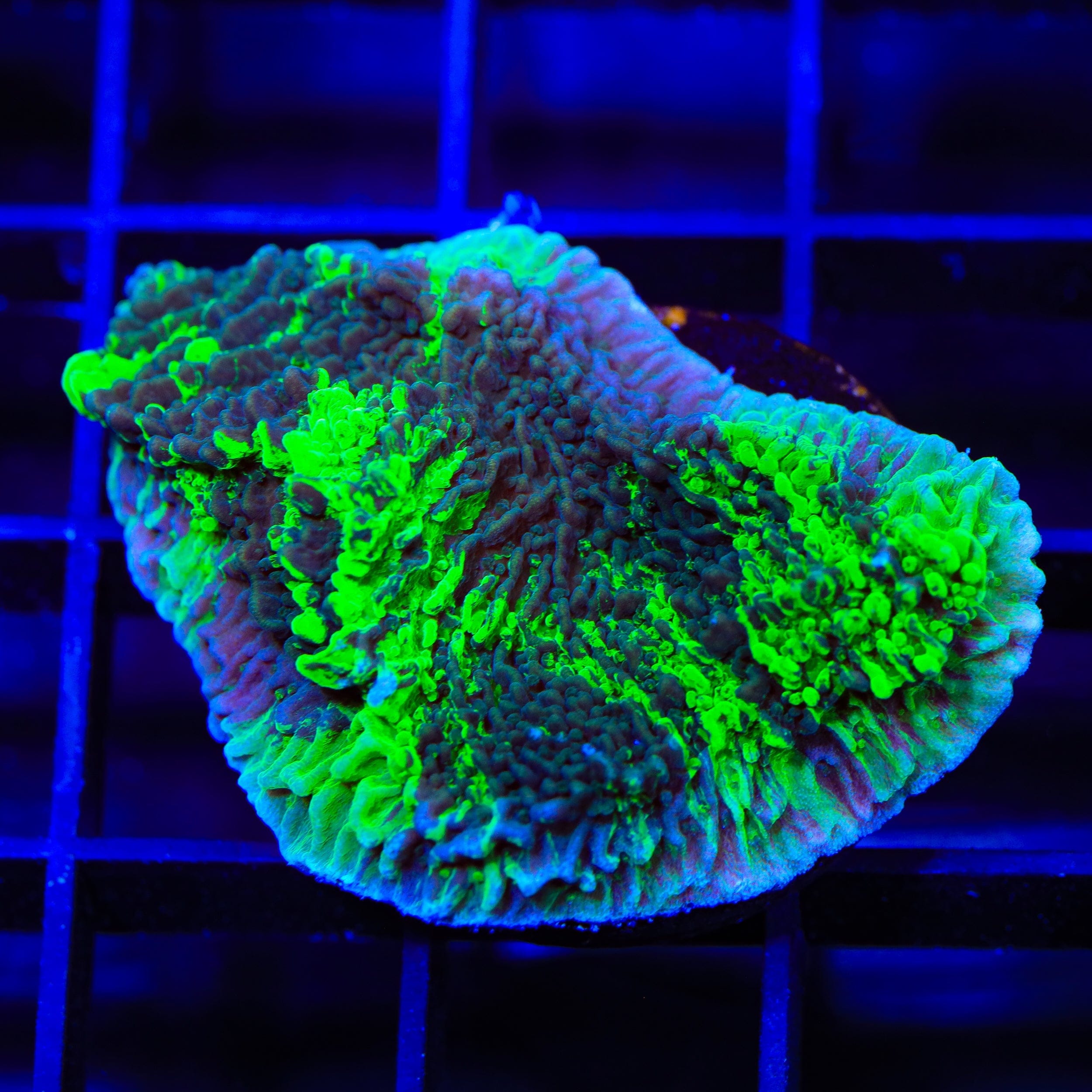 Montipora foliosa