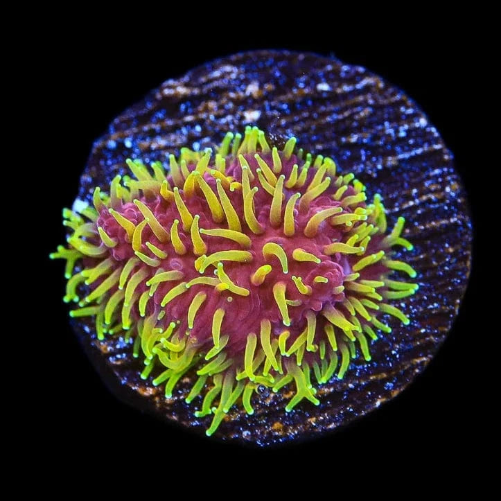Lithophyllon
