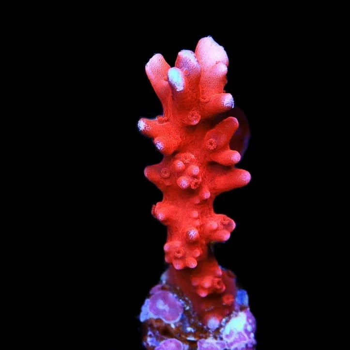 Anacropora