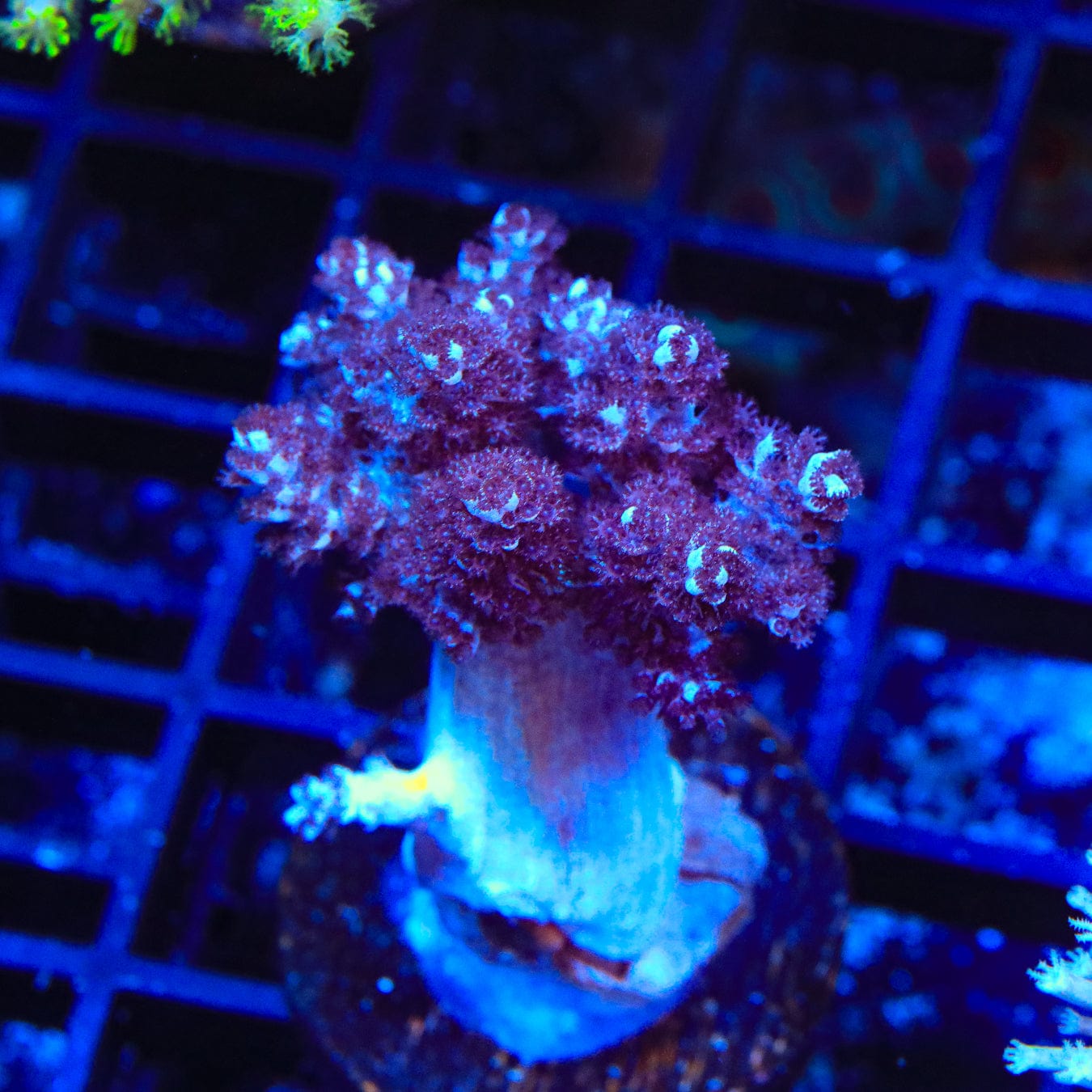 Capnella imbricata