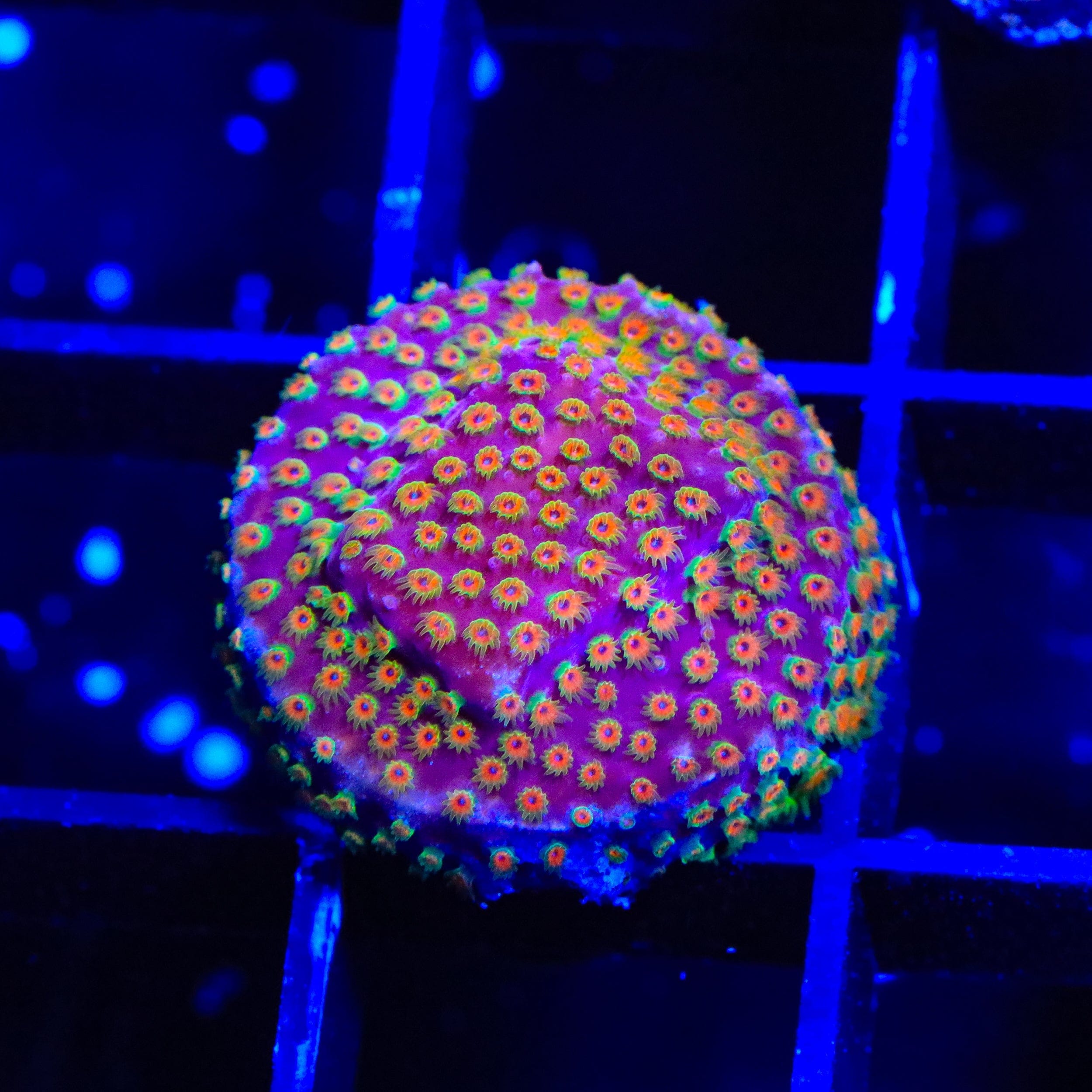 Stylocoeniella