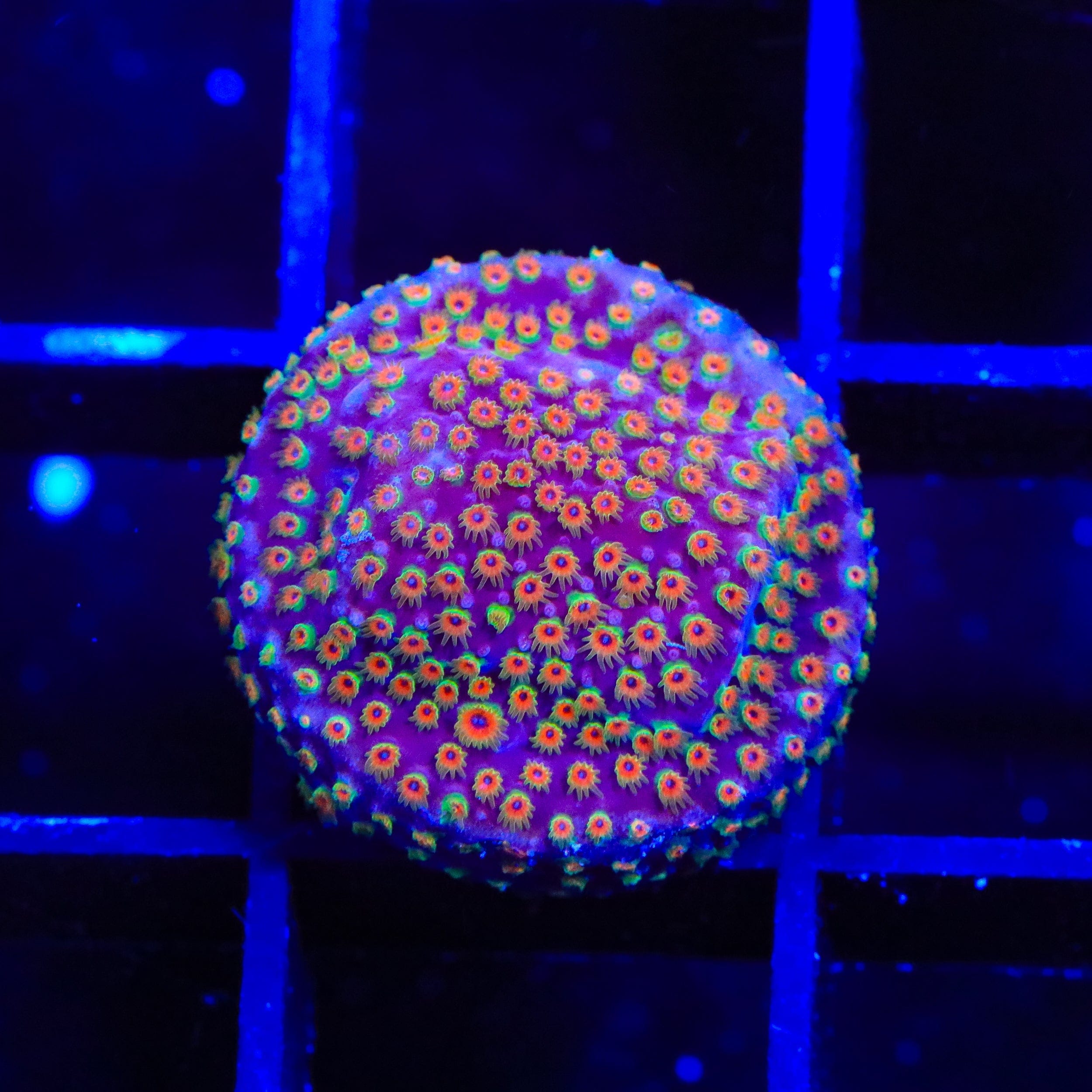 Stylocoeniella