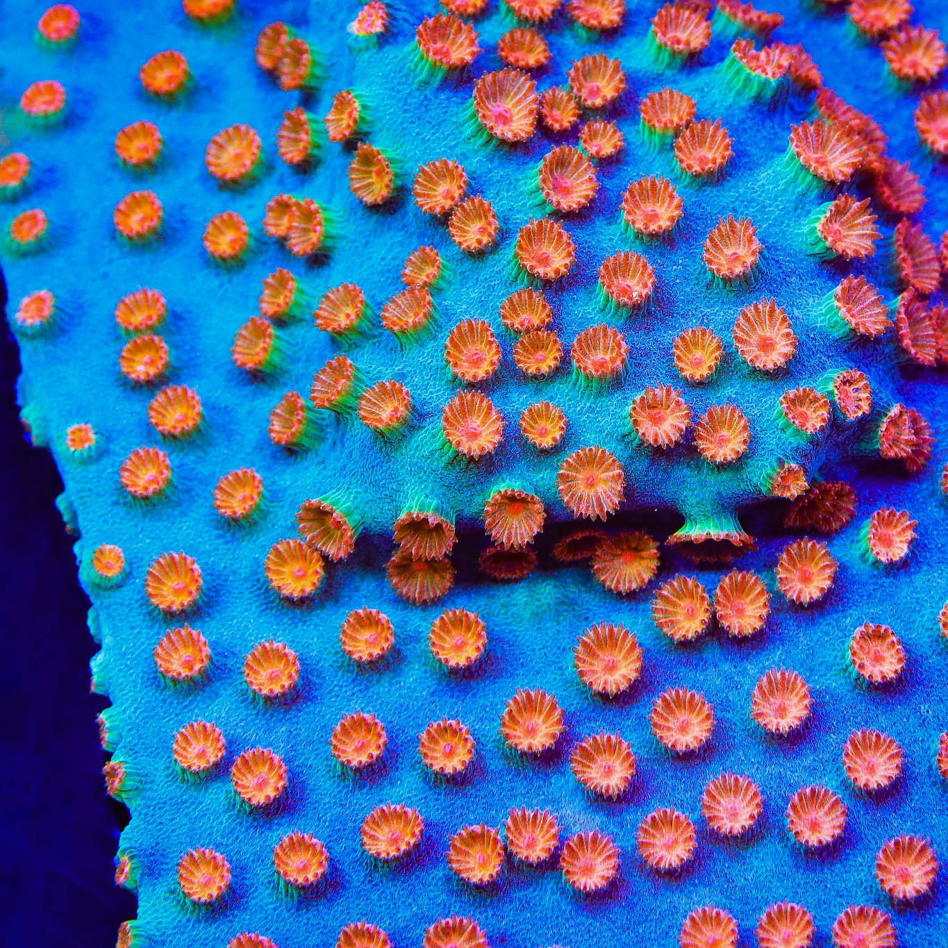 Cyphastrea sp.